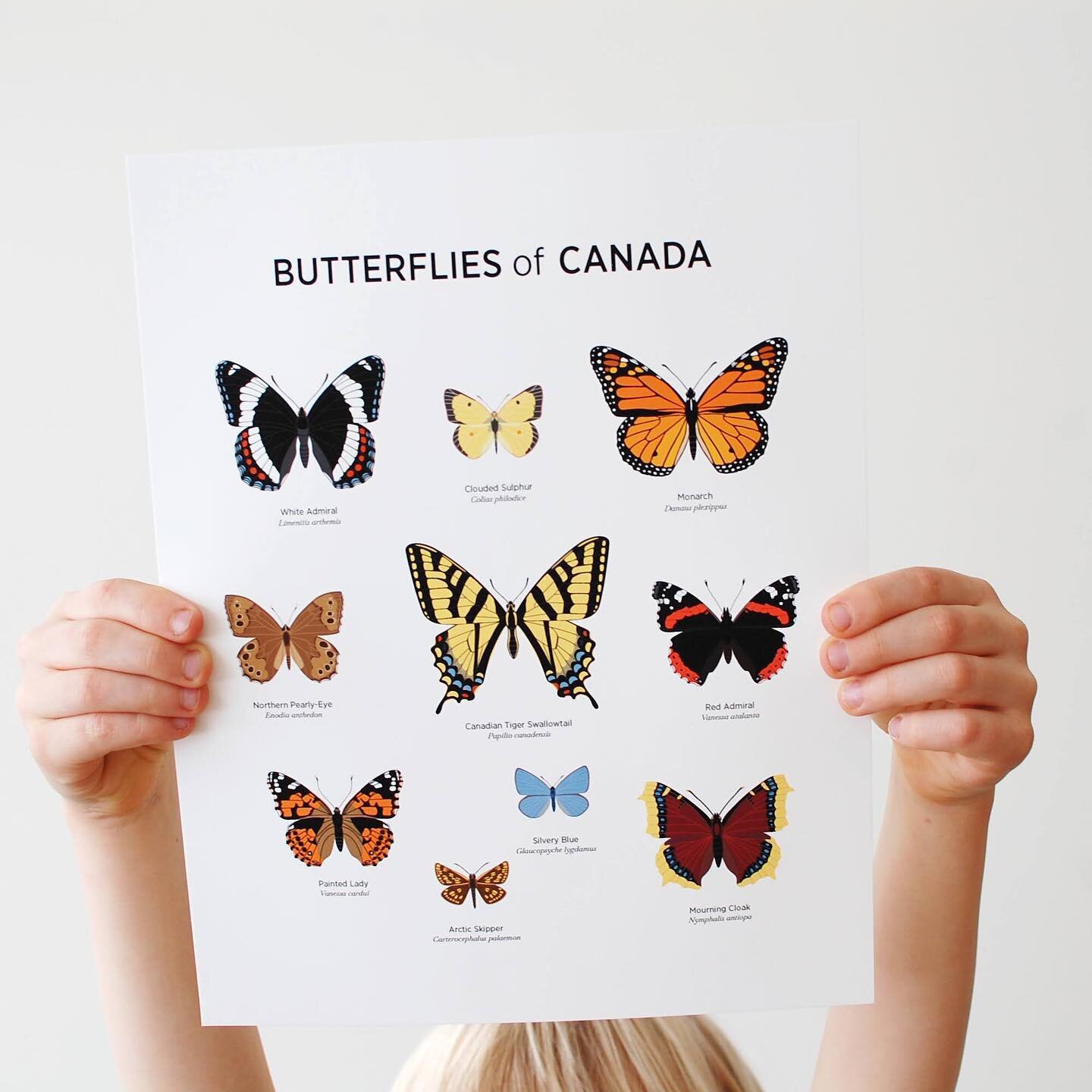 🦋 Have you been spotting butterflies flittering through the air? Can you identify all the ones you&rsquo;ve seen so far? 
The Butterflies of Canada Print can help you learn your local butterfly species. 
$20 + free shipping across Canada! Available 