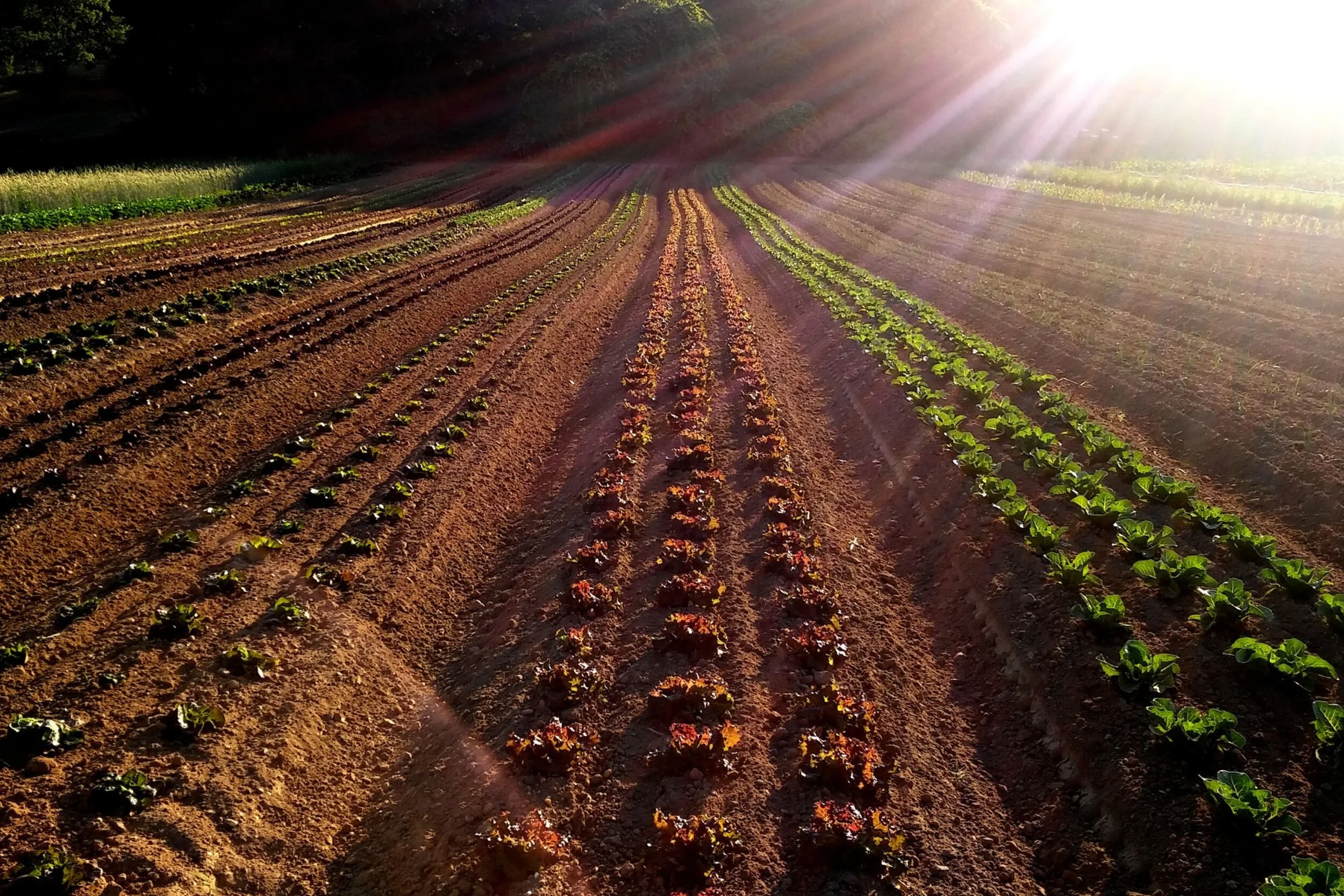   -Photo Credit:    Youngs Farm   