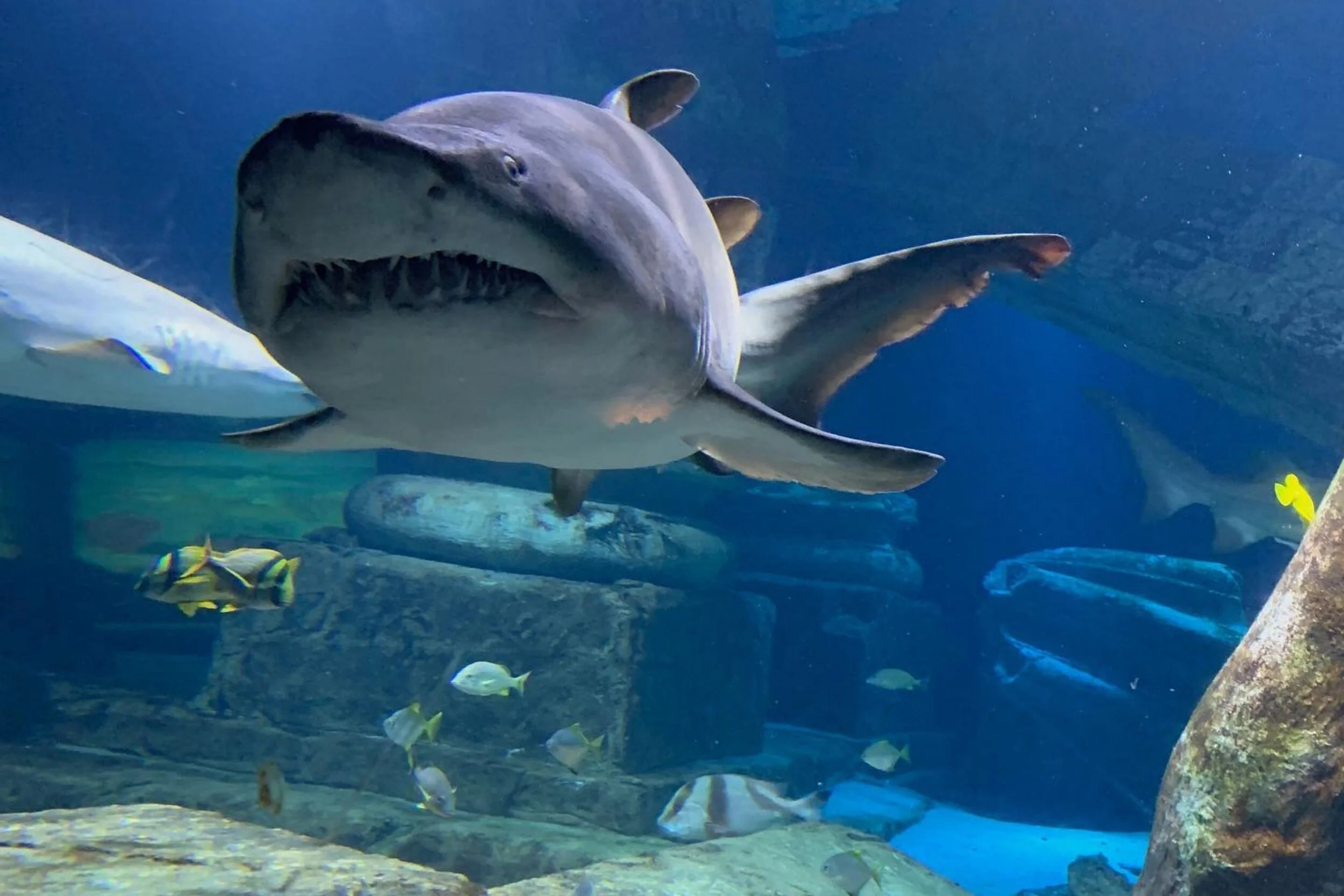   -Photo Credit:    The Long Island Aquarium   