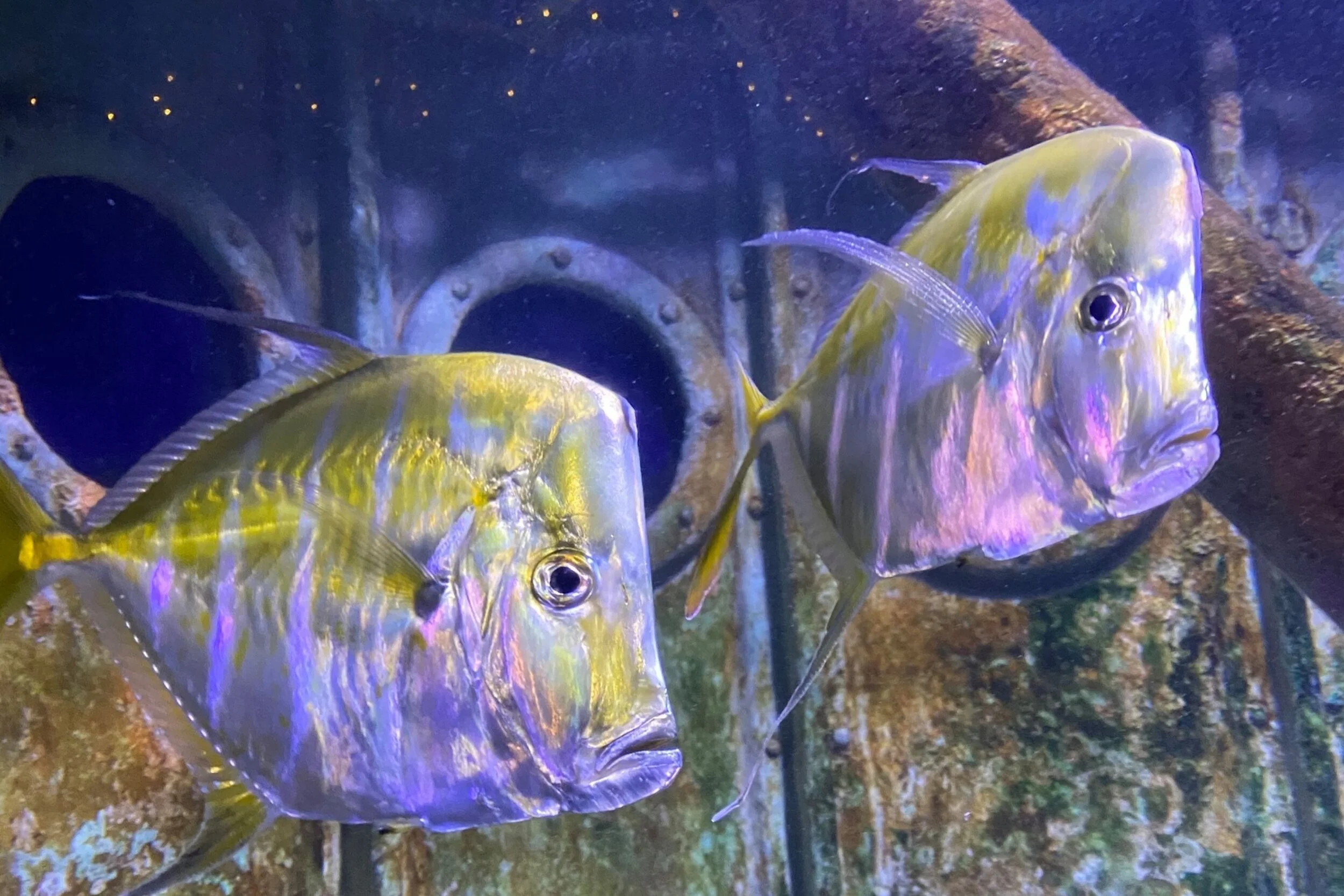   -Photo Credit:    The Long Island Aquarium   