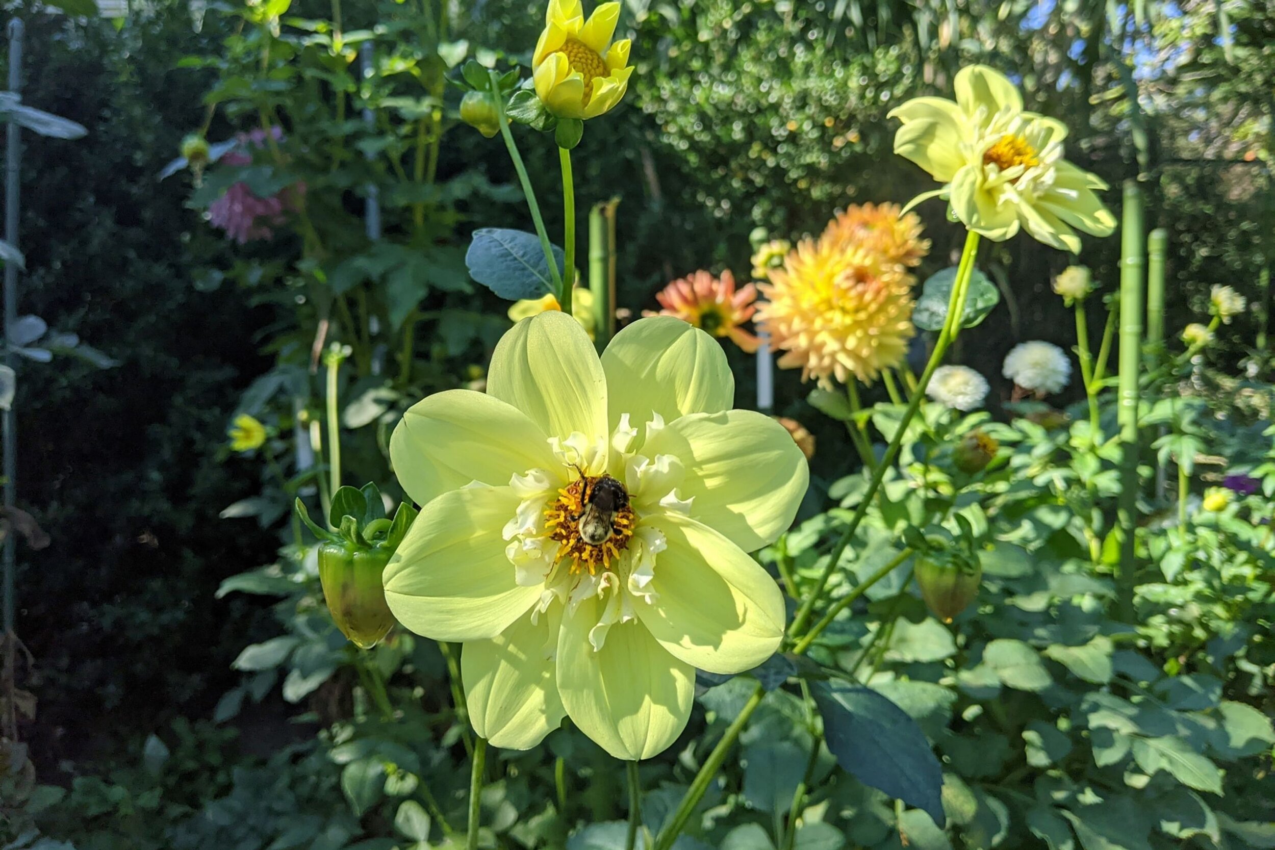  -Photo Credit:    Clark Botanic Gardens   