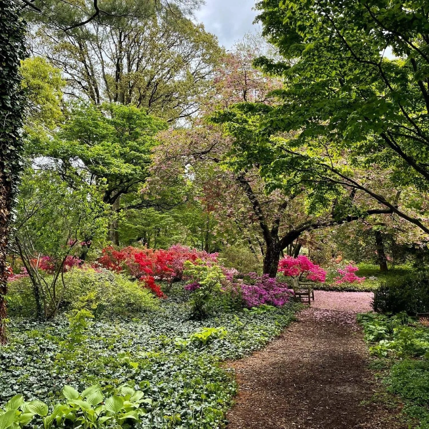   -Photo Credit:    Plating Fields Arboretum      