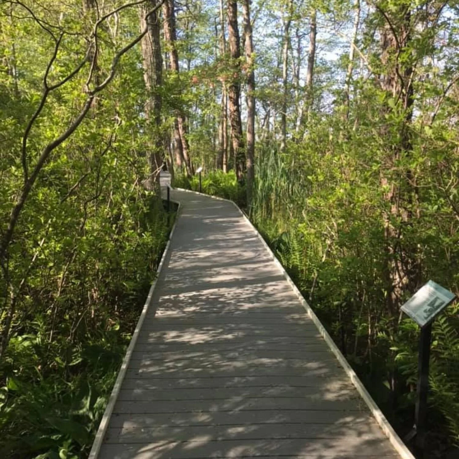   -Photo Credit:    Quogue Wildlife Refuge   