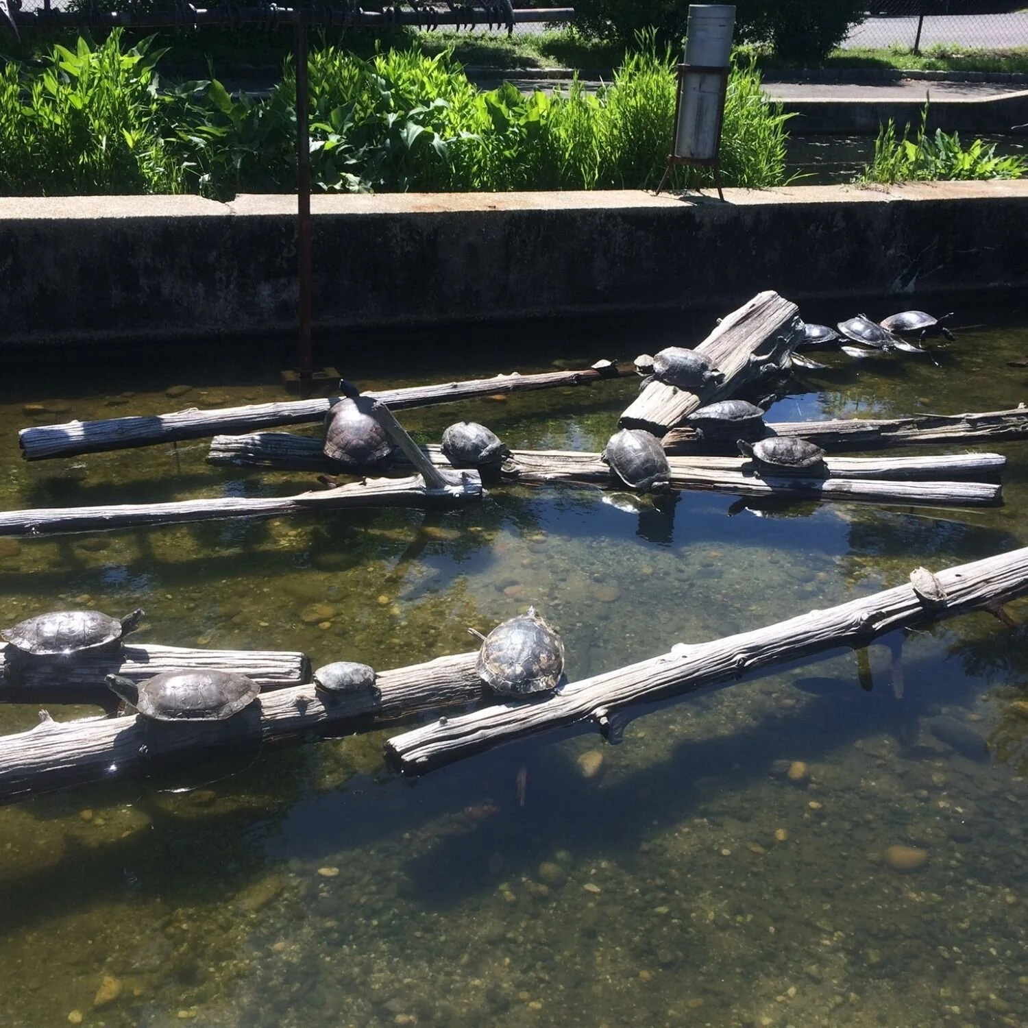   -Photo Credit:    Cold Spring Harbor Fish Hatchery & Aquarium   