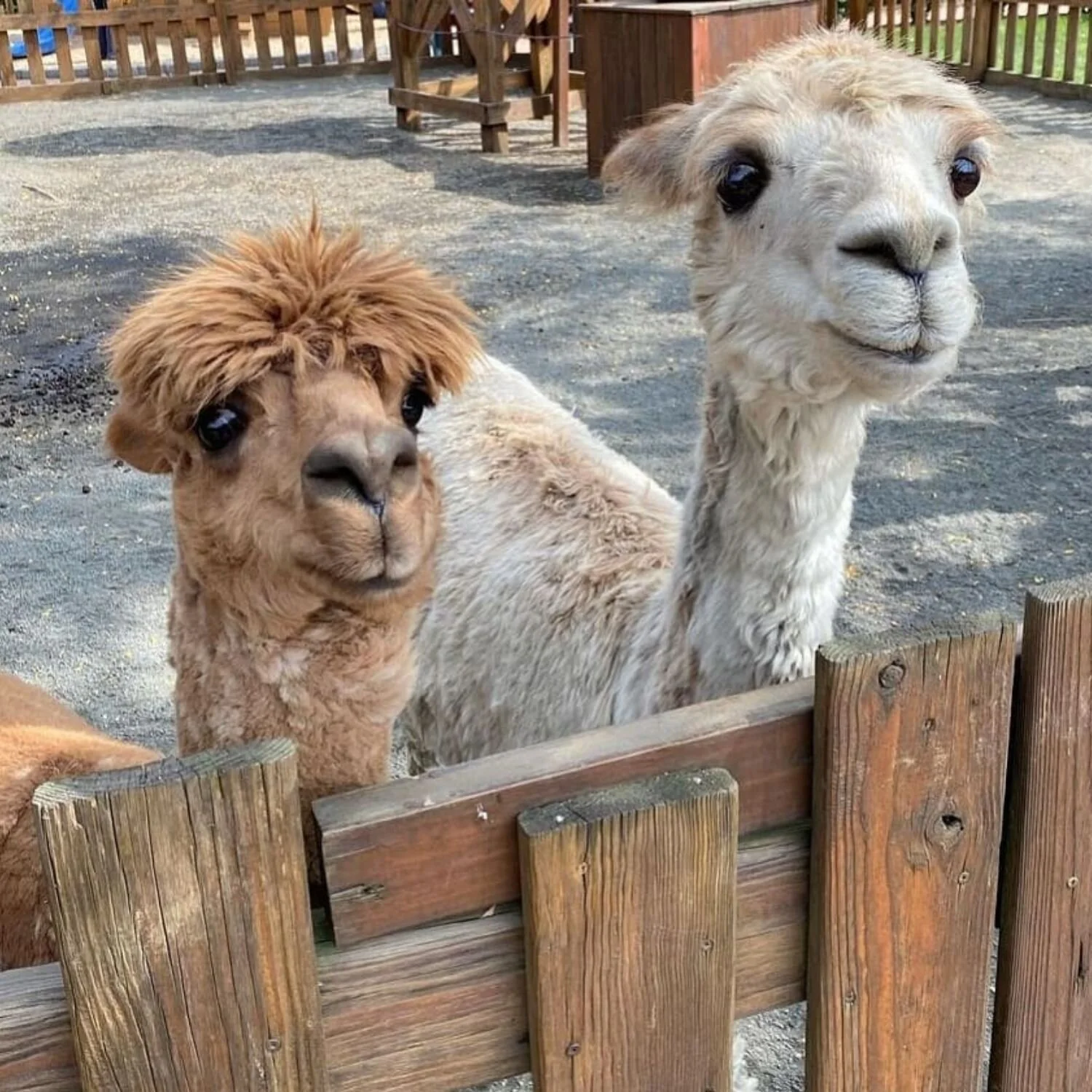   -Photo Credit:    White Post Farms   