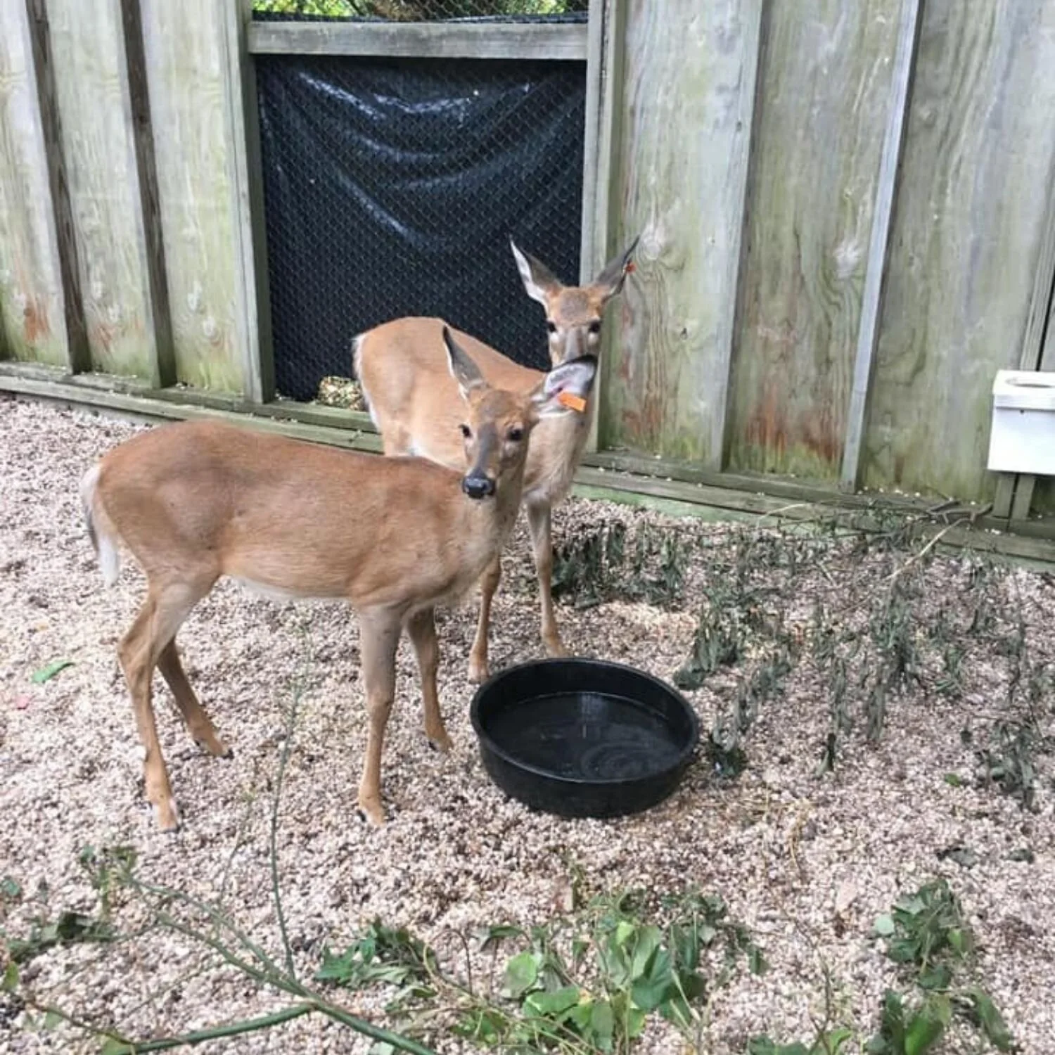   -Photo Credit:    Sweetbriar Nature Center   