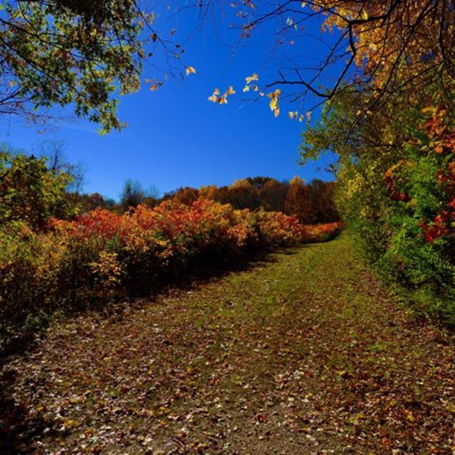   -Photo Credit:    Muttontown Preserve Facebook Page   