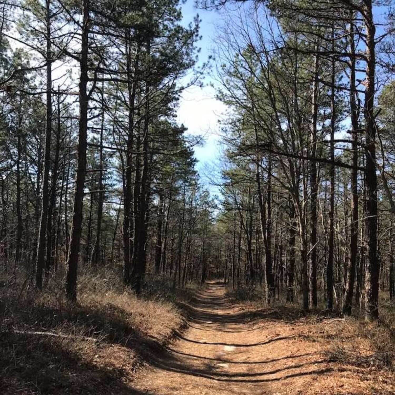   -Photo Credit:    Brookhaven State Park Facebook Page   