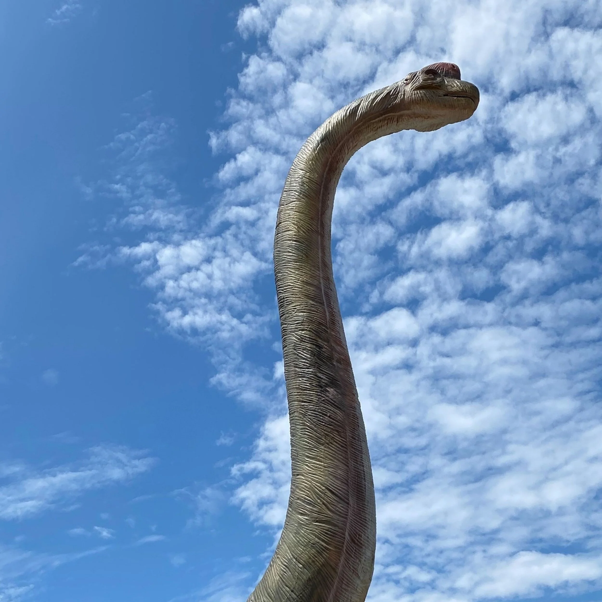 -Photo Credit: Dino Safari USA