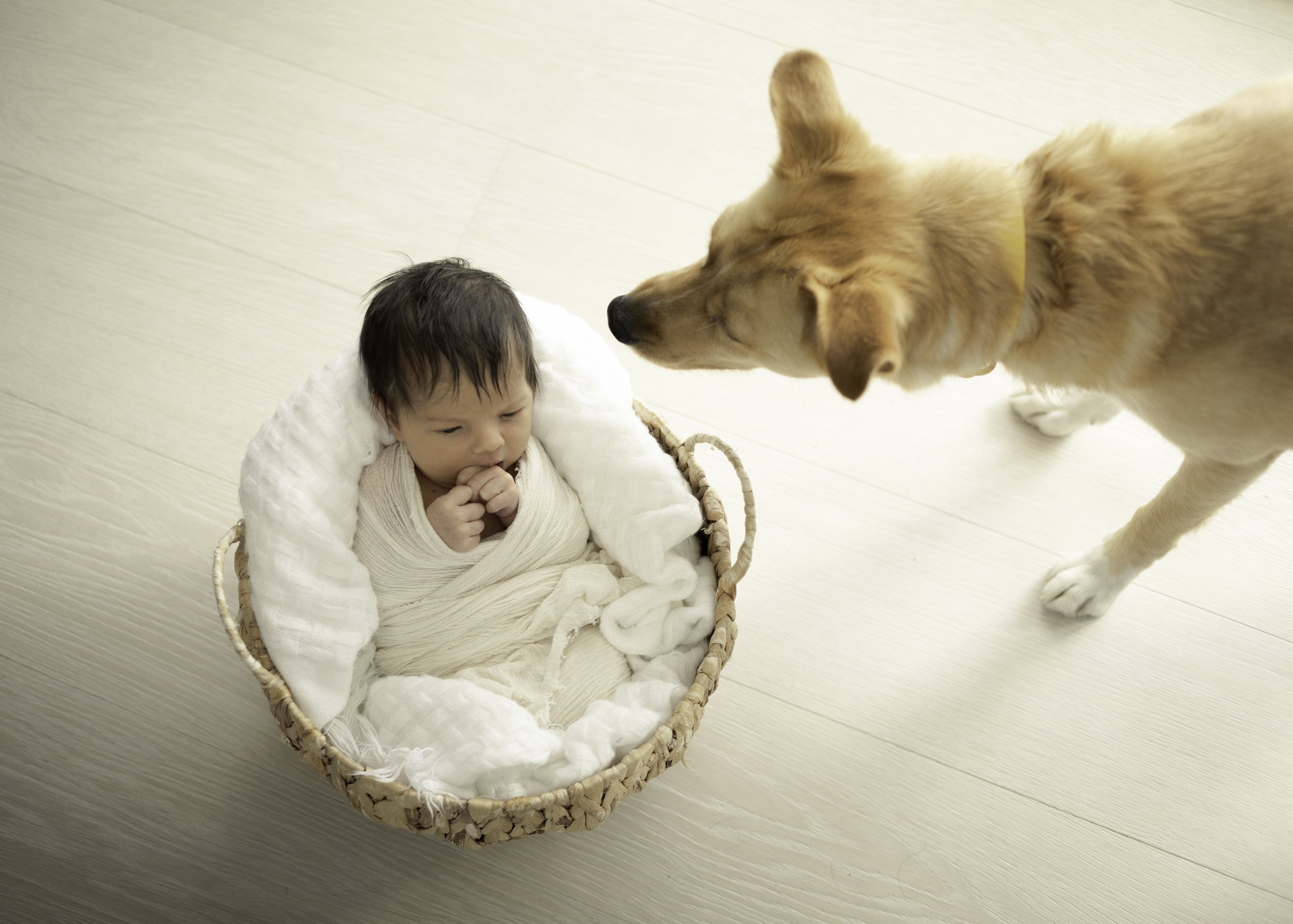 Newborn and Dog Photo
