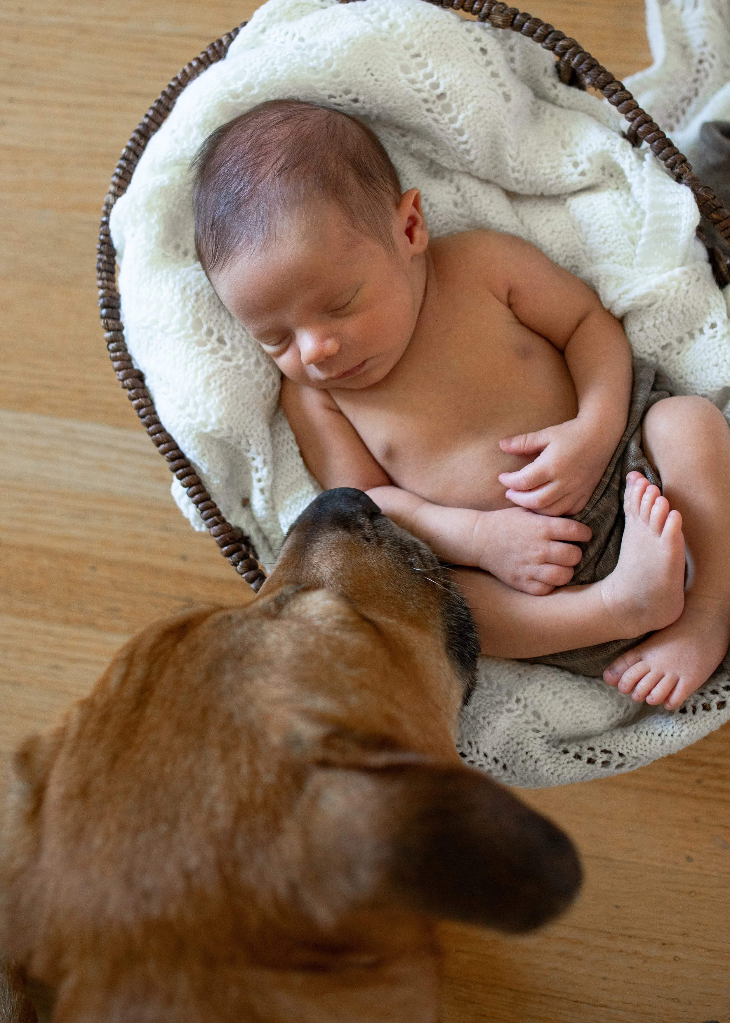Newborn Basket Photo With Dog