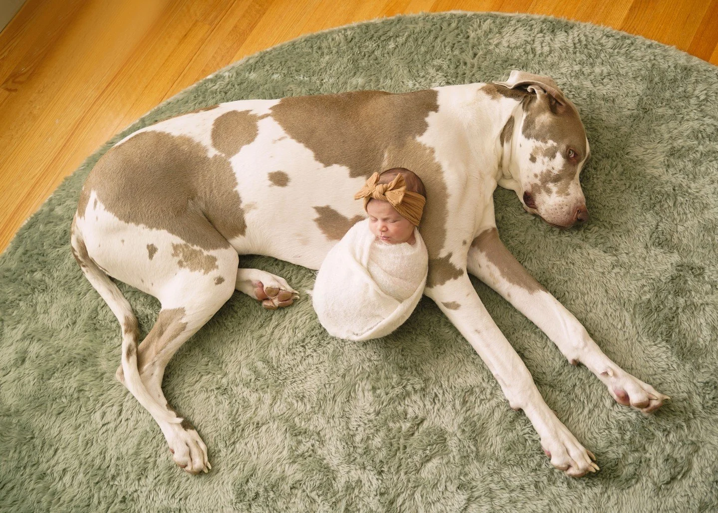 Protectors come in all sizes 🐶👶

-
#newbornanddog #newbornandpets #wrappedbaby #newborngirl #vancouvernewbornphotographer