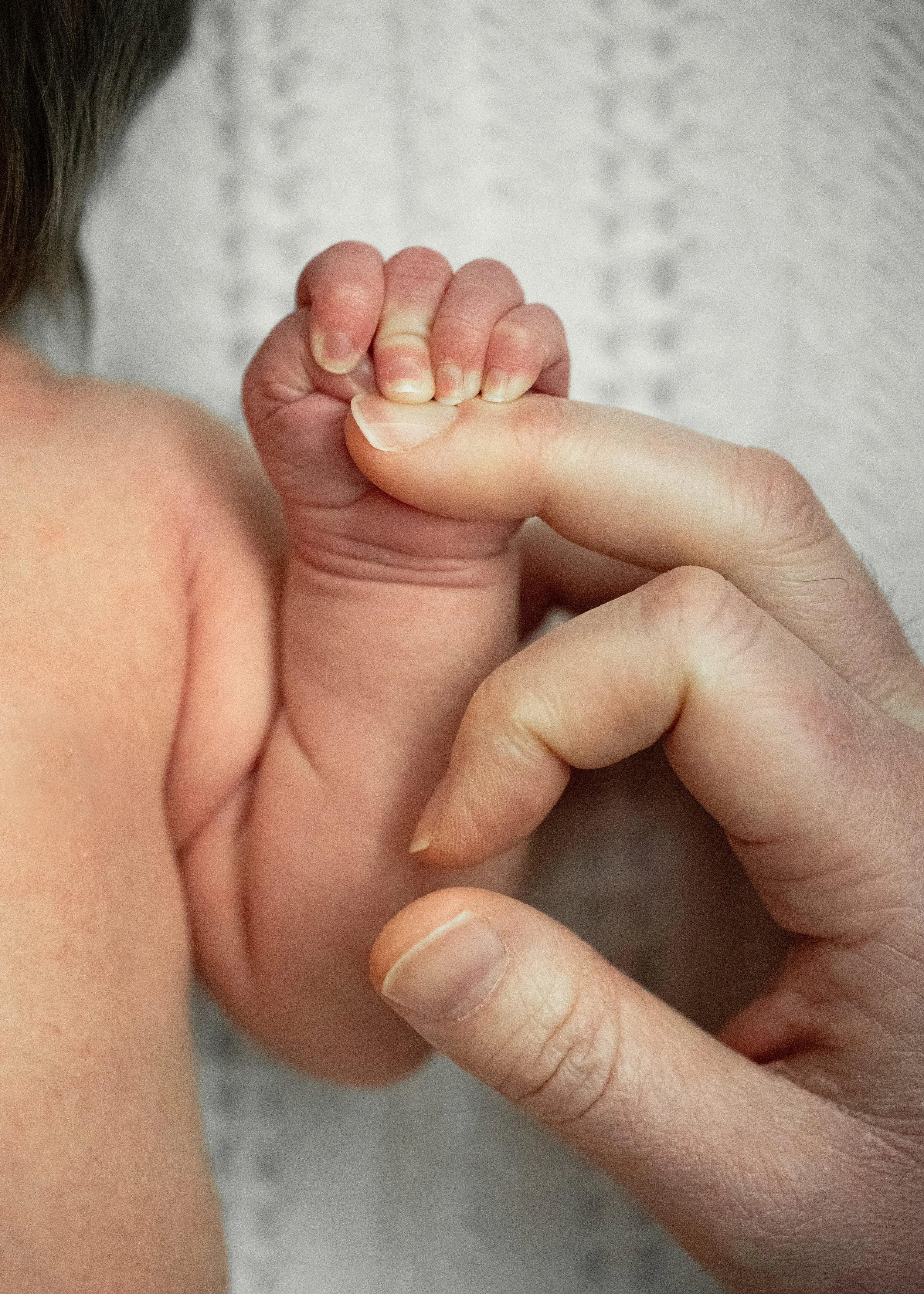 Close-up of newborn hand holding parents finer