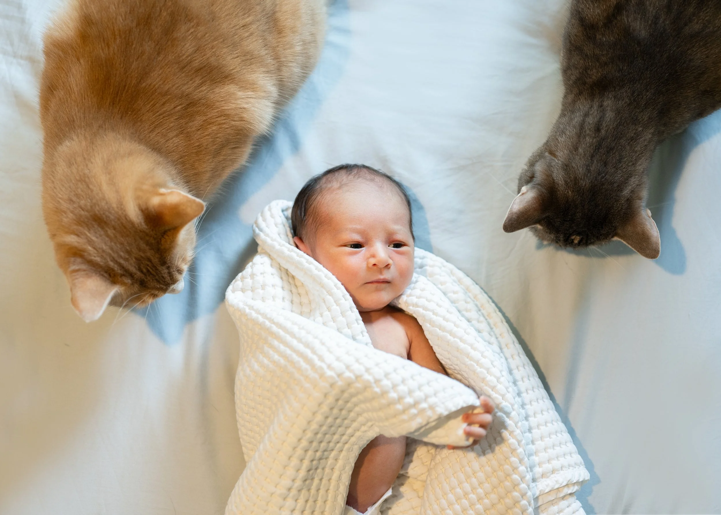 Two Cats and A Newborn