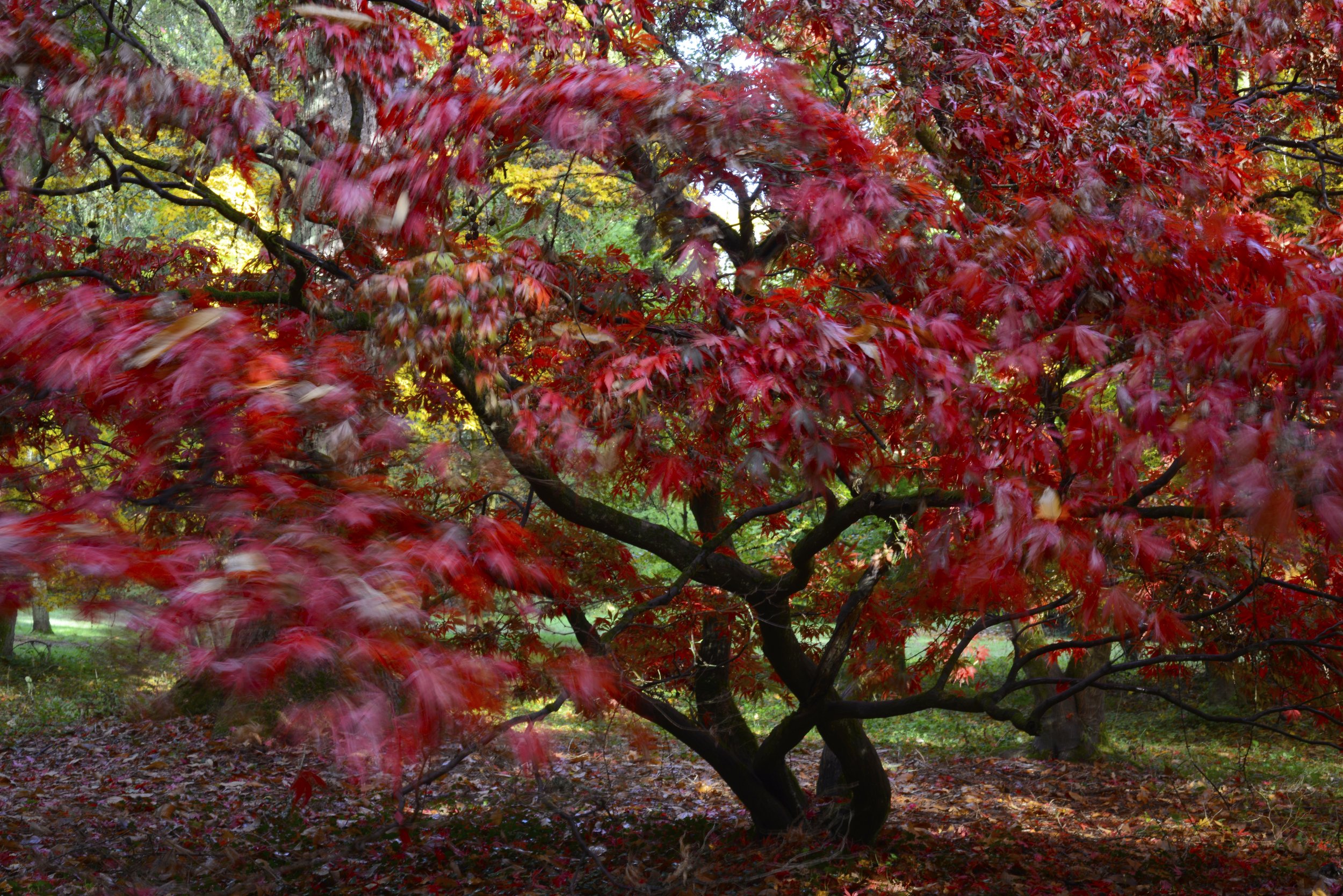 Windy Acers, Westonbirt Arboretum .jpg