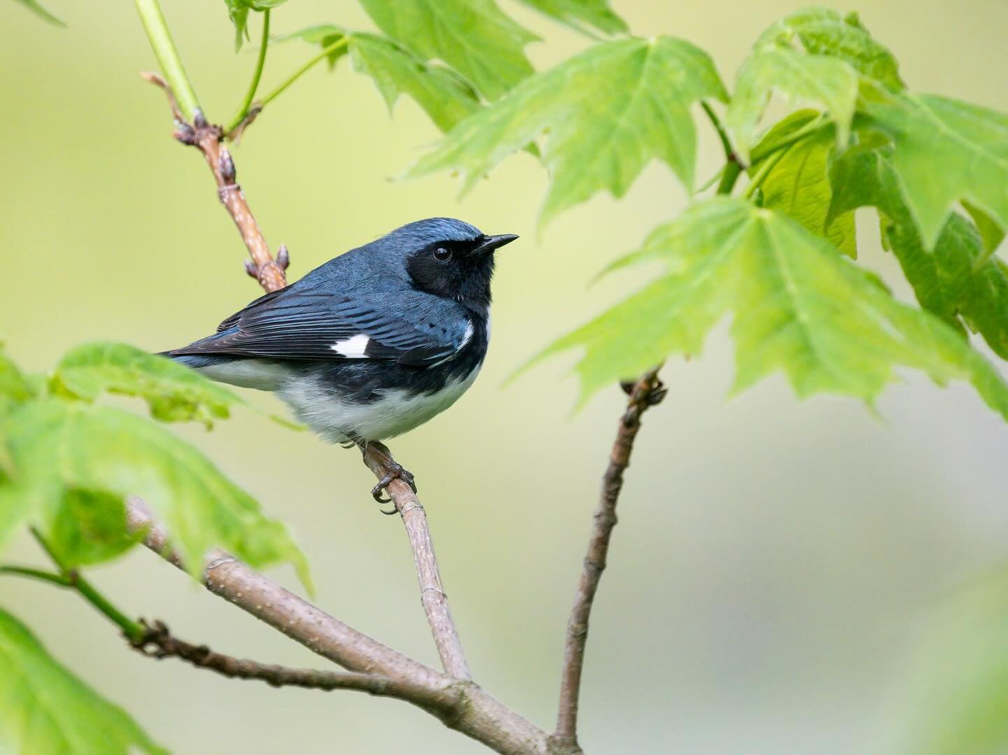 Well, hello there! 💙🖤🤍

This male Black-throated Blue Warbler looked quite dapper while searching out some snacks this morning. 🎩

#blackthroatedbluewarbler #springmigration2024 #birdsofchicago