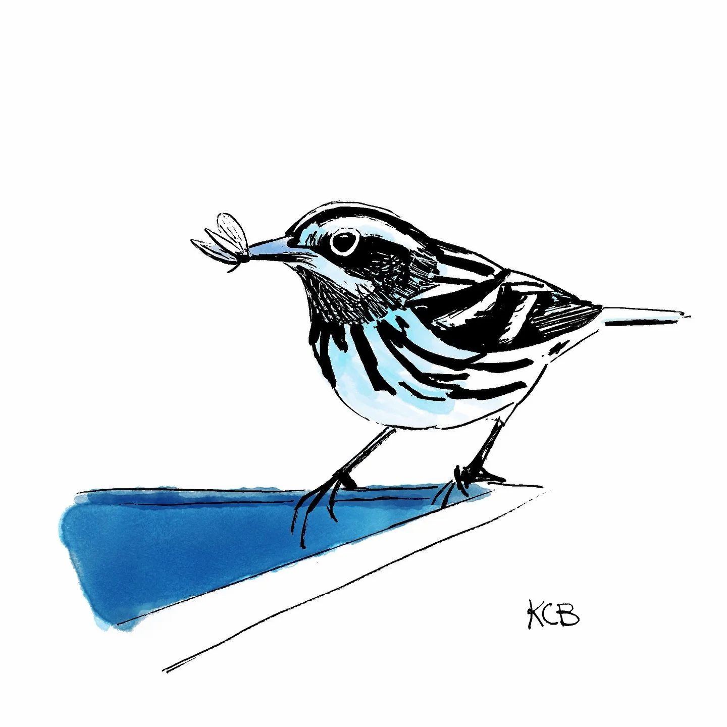 Black and White Snacker for #snacktober
Seen this spring, picking all sorts of goodies off the trestle bridge at LaBagh 🪰