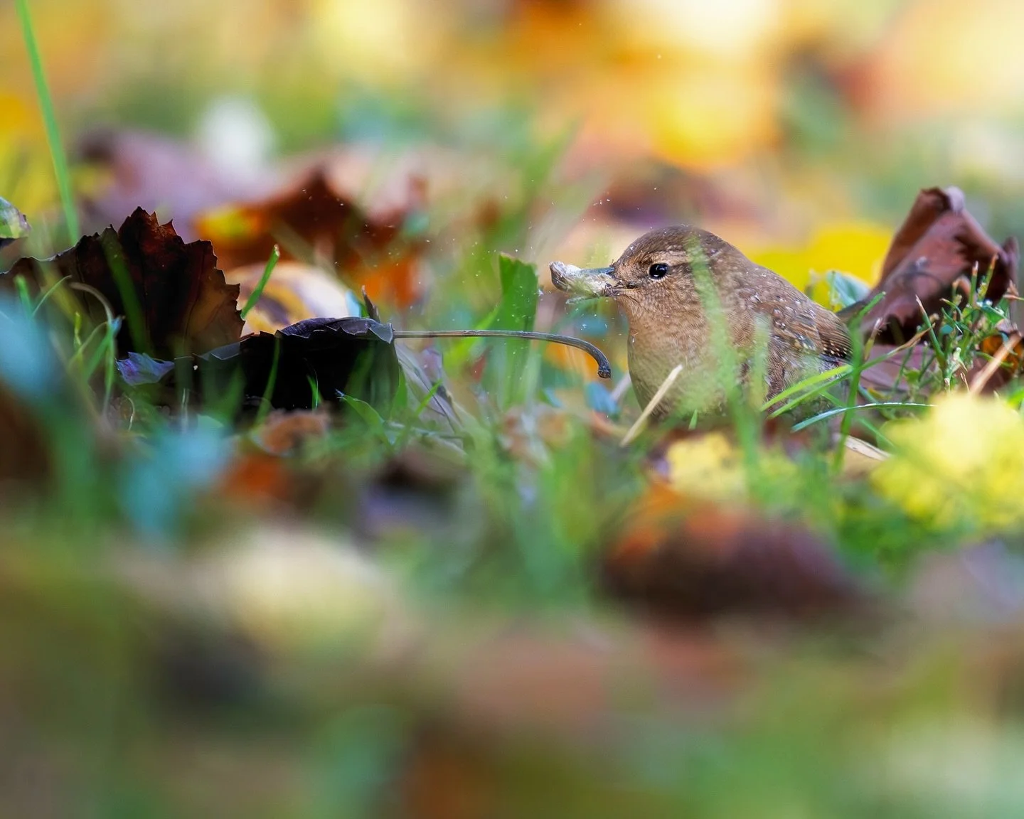 It’s always a good idea to give your snack a little squeeze before you eat it! #snacktober 
Winter Wren, October 2025
Chicago, IL