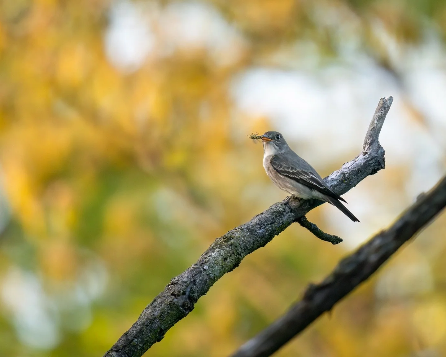 I’m so glad this Olive-sided Flycatcher came across this wasp before I did. Talk about fierce!
From May 2025
#snacktober