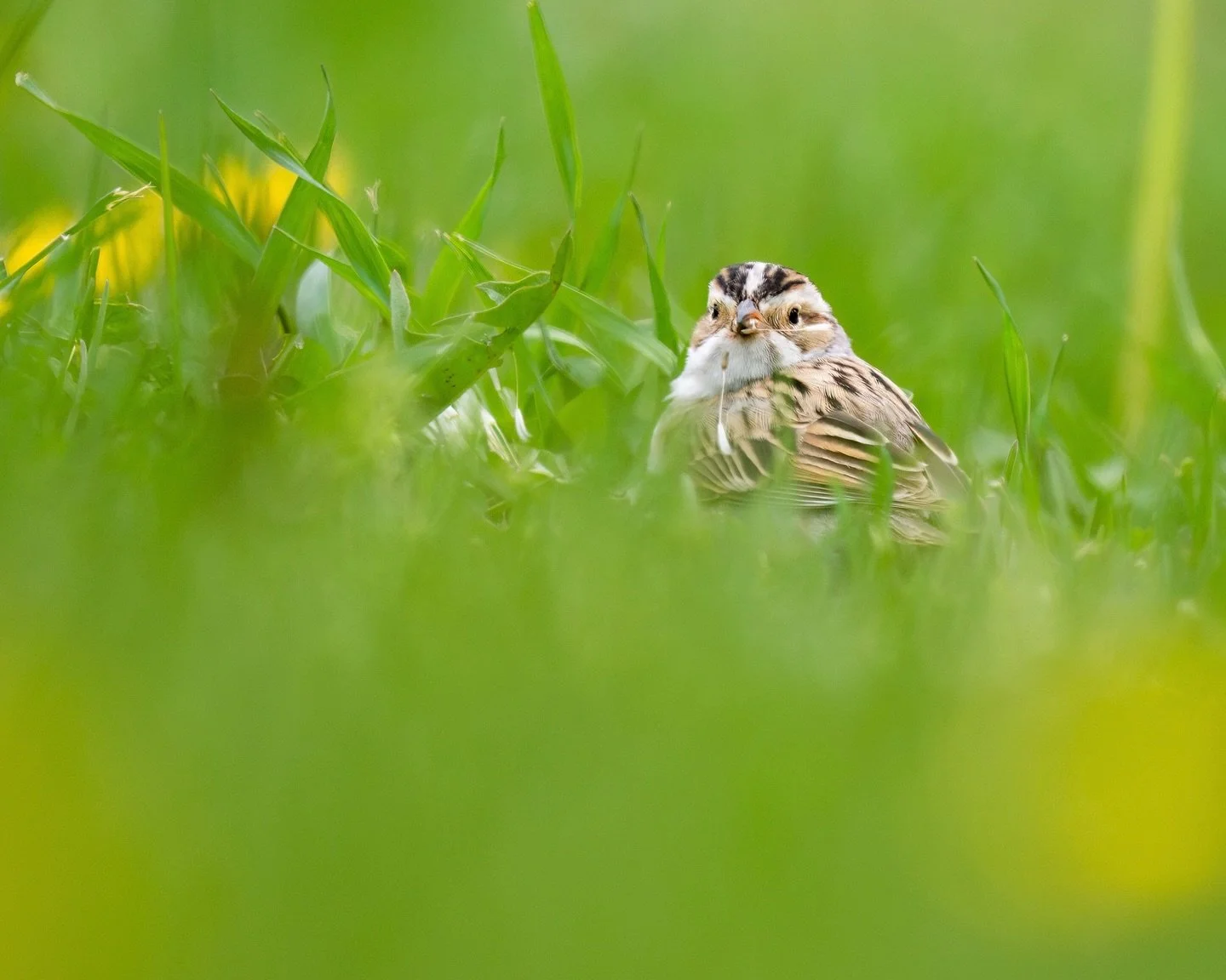 I found the sweetest little sparrow amongst the dandelions this May 💛 
#snacktober 
#sparrow_appreciation_society 
#claycoloredsparrow 
#nomowmay 
#nomownovember
