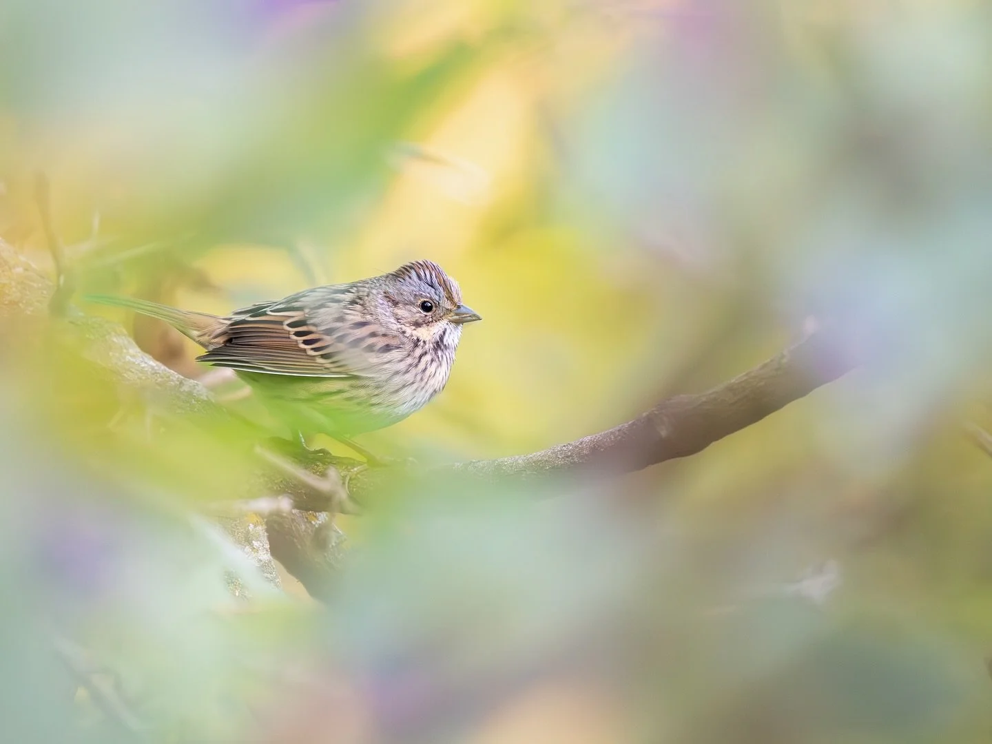 Earlier this fall, this sweet little Lincoln Sparrow jumped onto a perch surrounded by blooming asters and absolutely made my day 💜

#lincolnssparrow 
#sparrow_appreciation_society