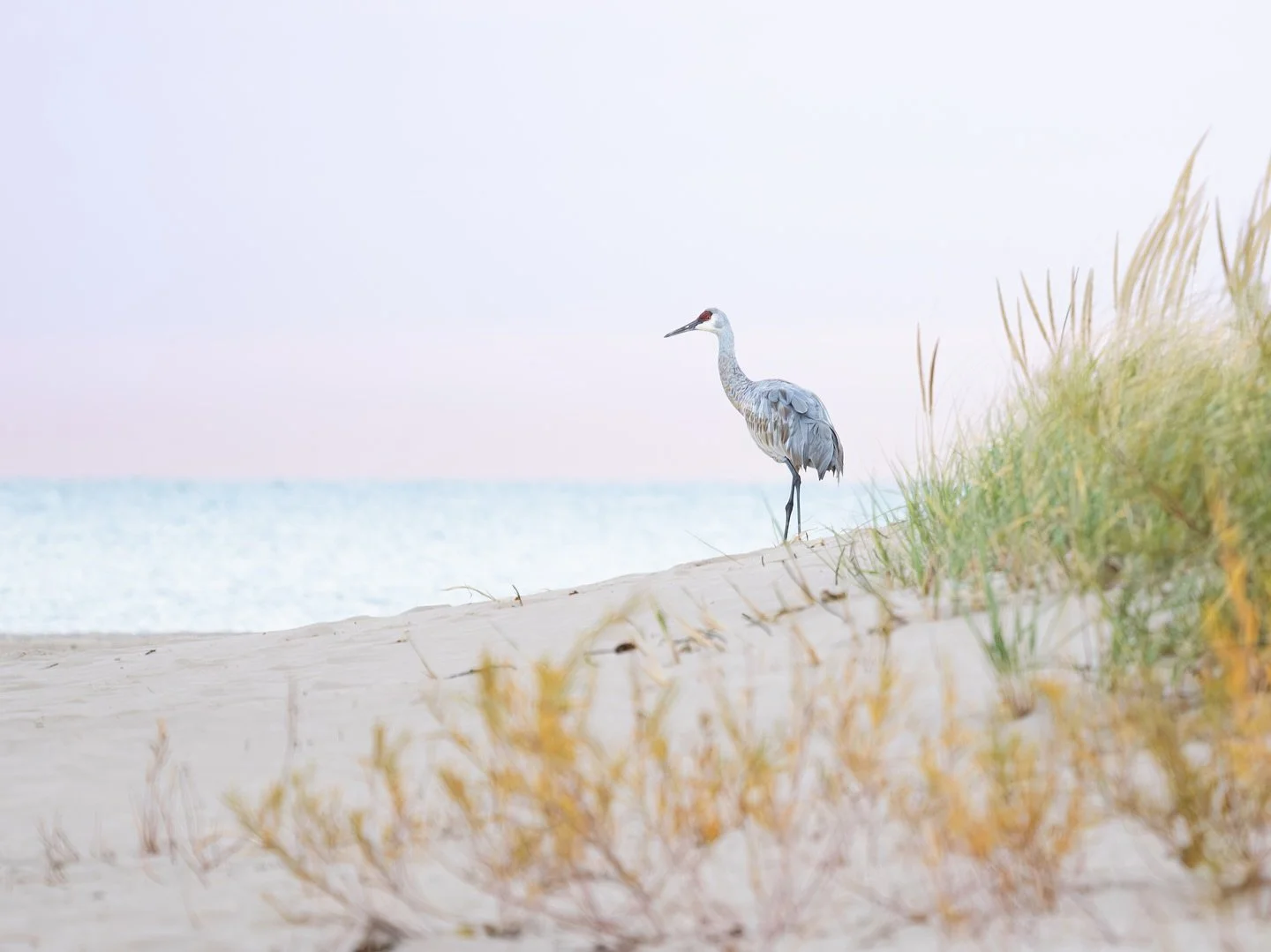 Well this was unexpected&hellip;

Sandhill Crane, Montrose Point, Chicago
November 4, 2025
