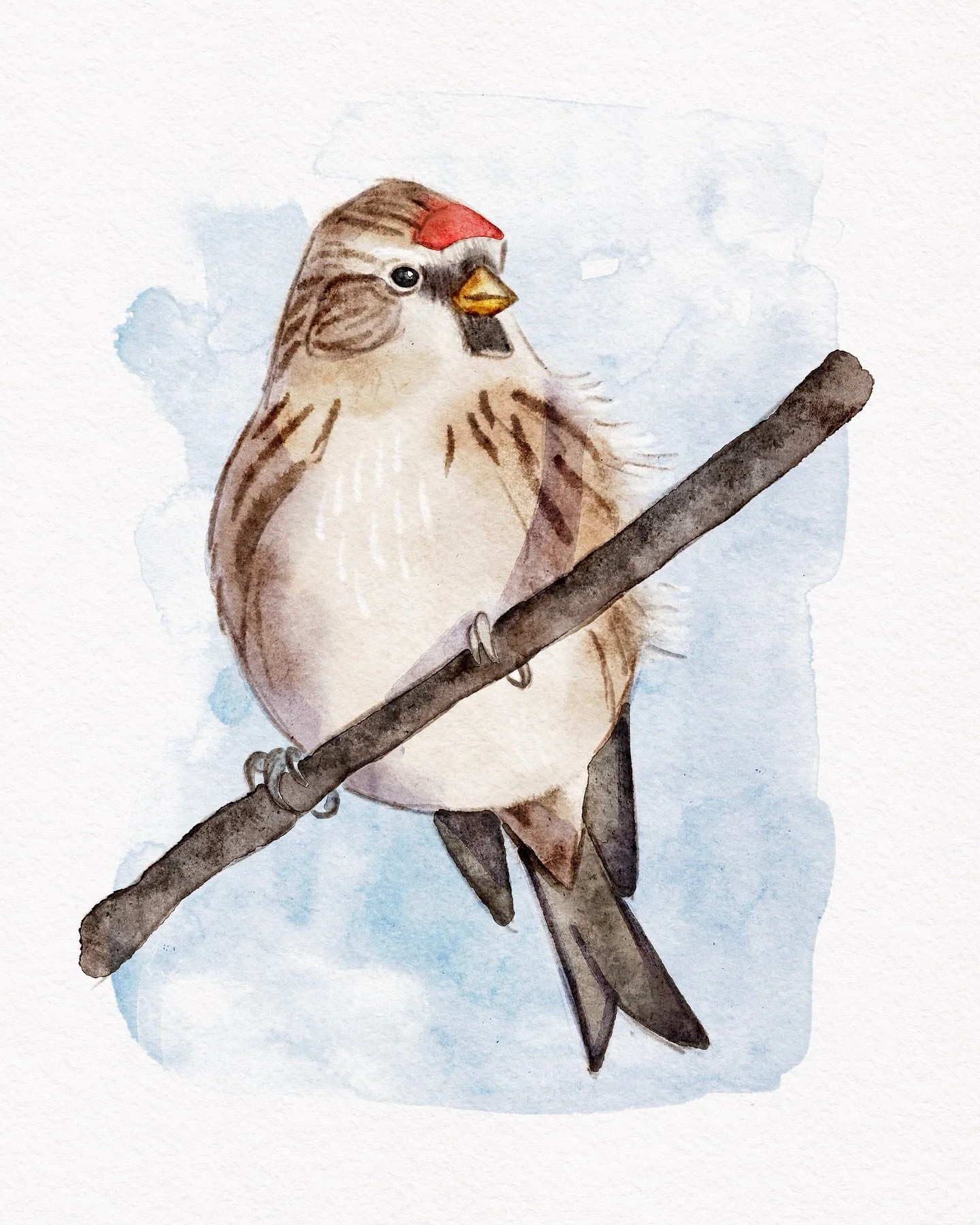 My Substack, Love Letters to Birds, turned 1 yesterday! To celebrate, subscribers joined me for a Redpoll sketching party ✏️ 🎉 Everyone jumped in, tackled the blank page, and sketched Redpolls in a variety of poses with me. It was so much fun and wo