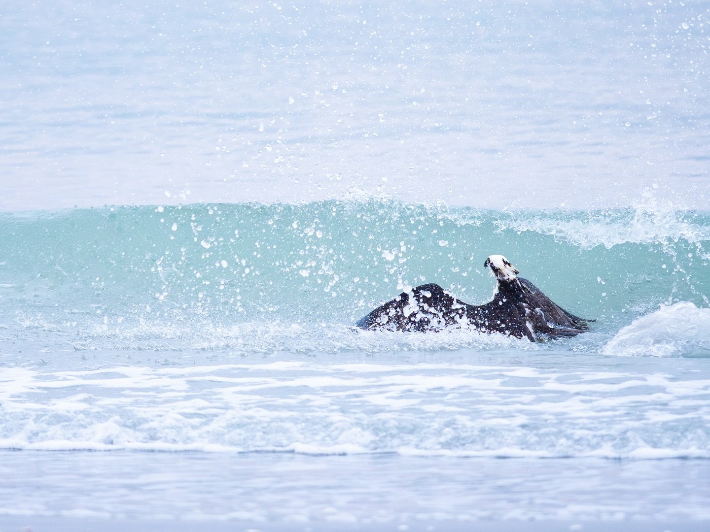 I was in Florida recently and some of the most conspicuous birds at the beach were the Ospreys. This was my first time seeing them dive into the ocean for fish, and let&rsquo;s just say some were more successful than others. 

I couldn&rsquo;t choose