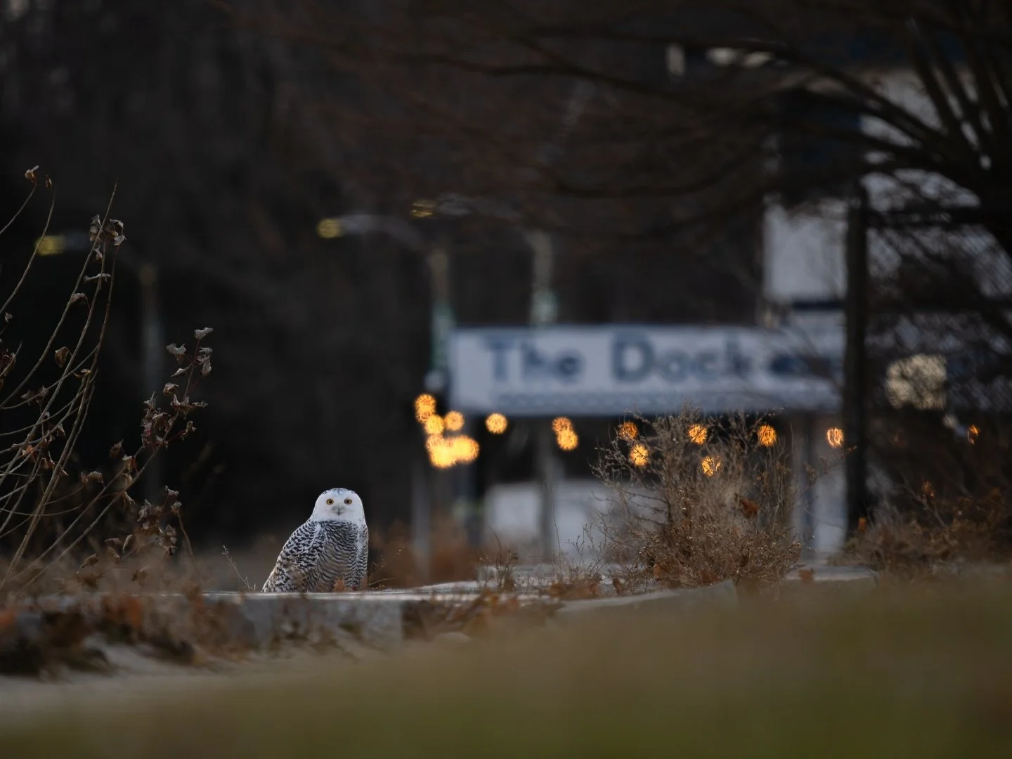 Like so many others, I&rsquo;ve fallen absolutely head over heels for this beauty ❄️