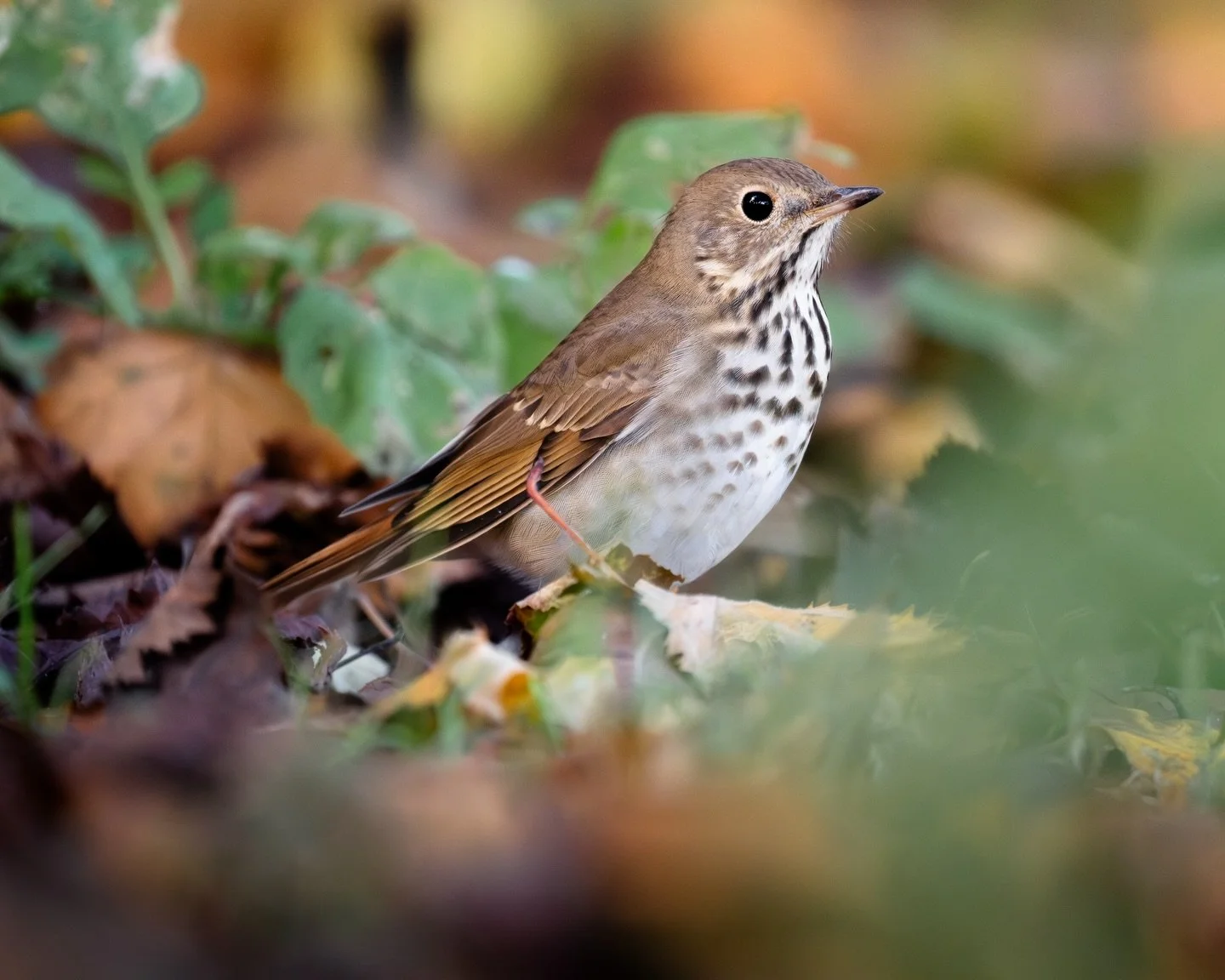 A sweet little Hermit Thrush from earlier this fall 🍂🍁✨