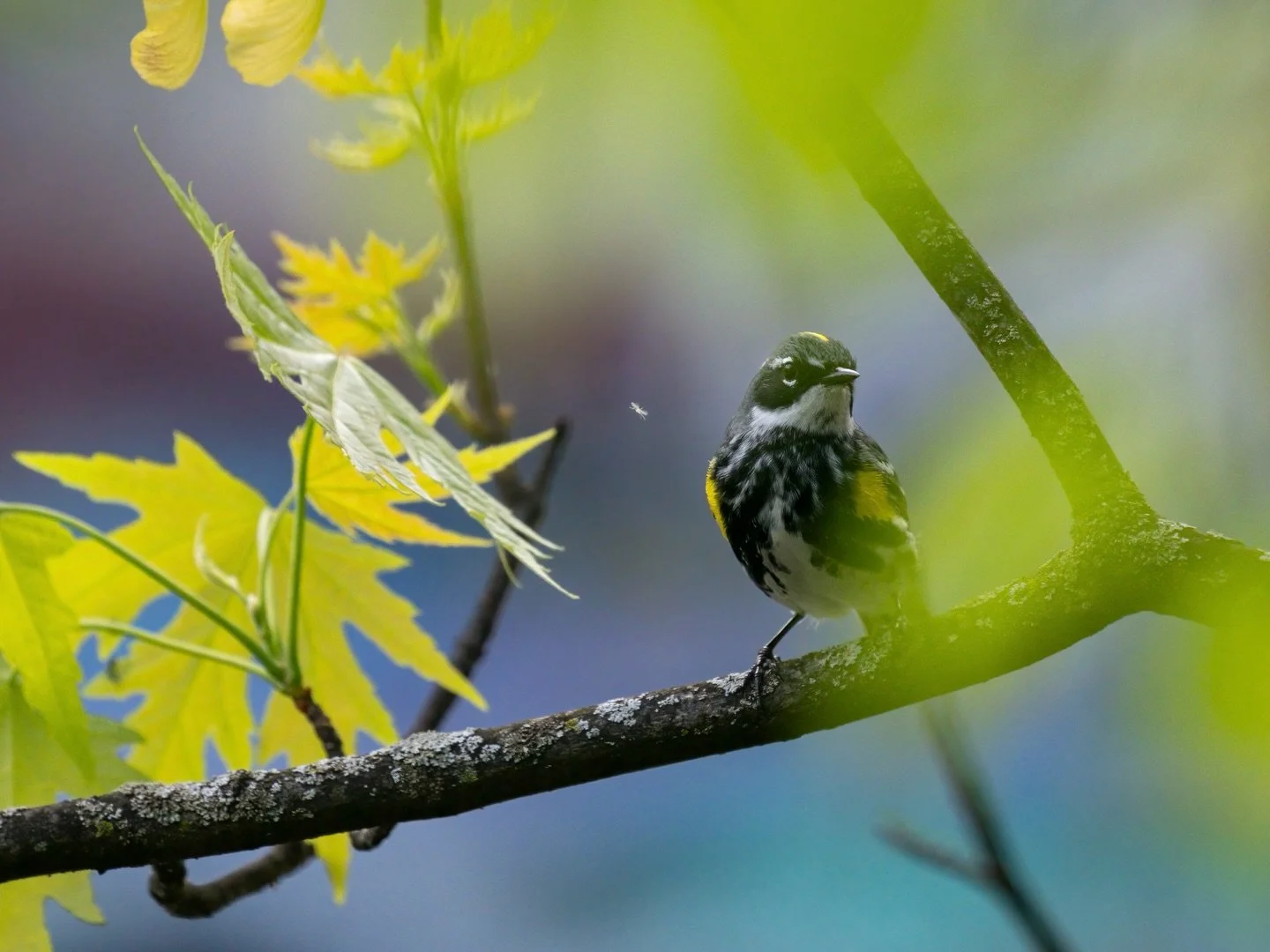 Hearing Yellow-rumped Warblers singing on the most recent episode of @extremelyaccuratebirds podcast brought me right back to May when these cuties were all over the place. Despite apparently trying to eat every insect in sight, they regularly paused