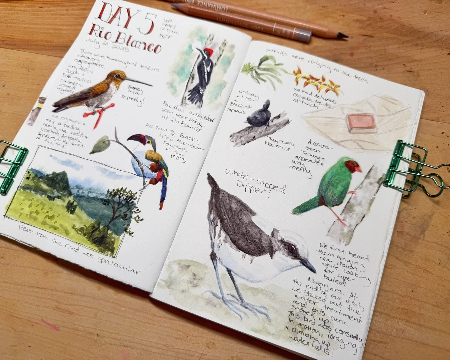 It&rsquo;s been nearly 5 months since our wonderful trip to Colombia 🇨🇴 but working on this spread today brought me right back to Rio Blanco. We encountered so many amazing birds there, including one of my favorite birds of the trip, the White-capp