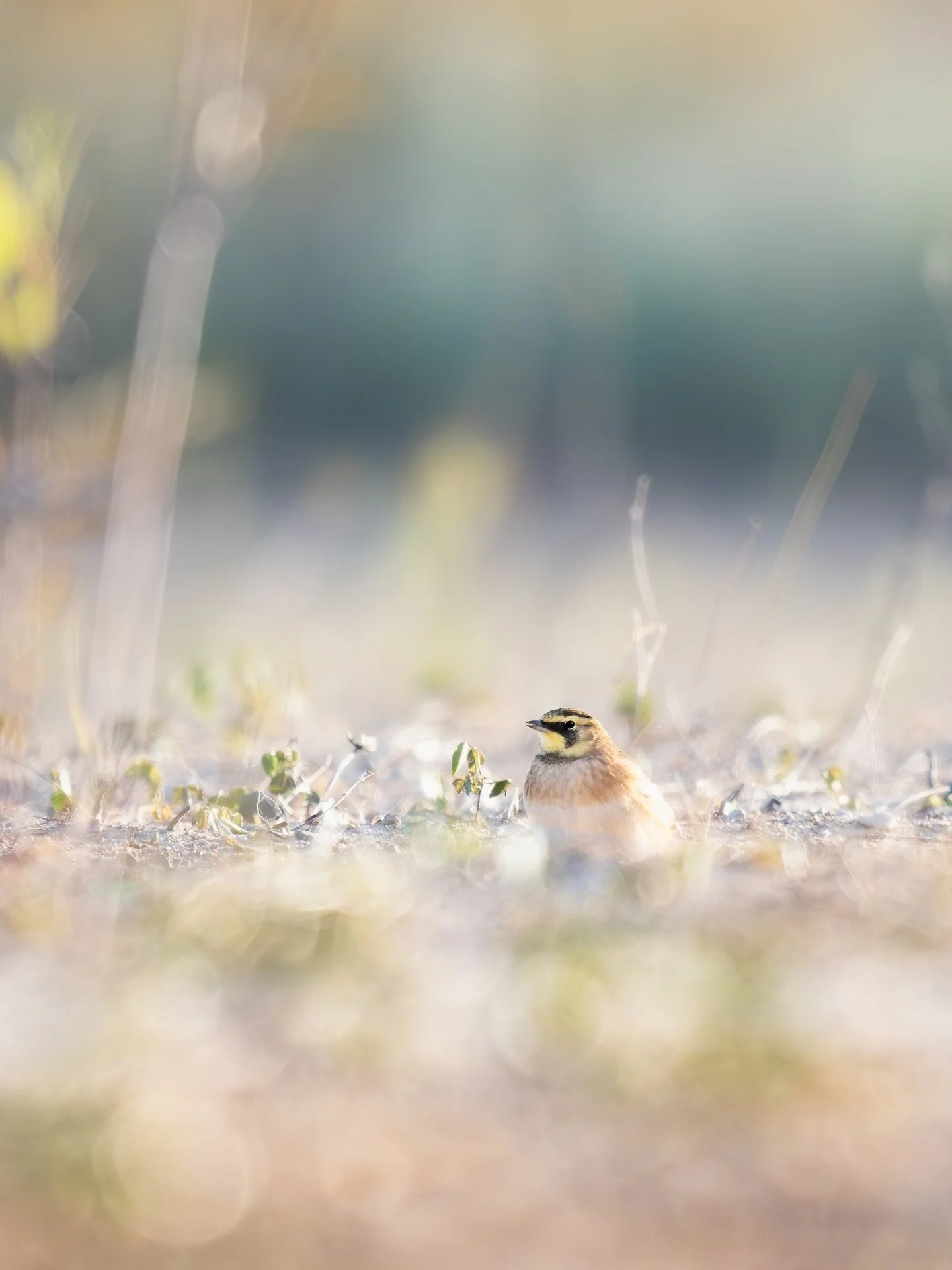 I&rsquo;m thrilled that @americanbirdingassociation chose the Horned Lark for the 2026 Bird of the Year! These birds are so lovely and every encounter feels like a gift. 💛

From a magical morning spent with @jobip at Montrose Point this fall ✨