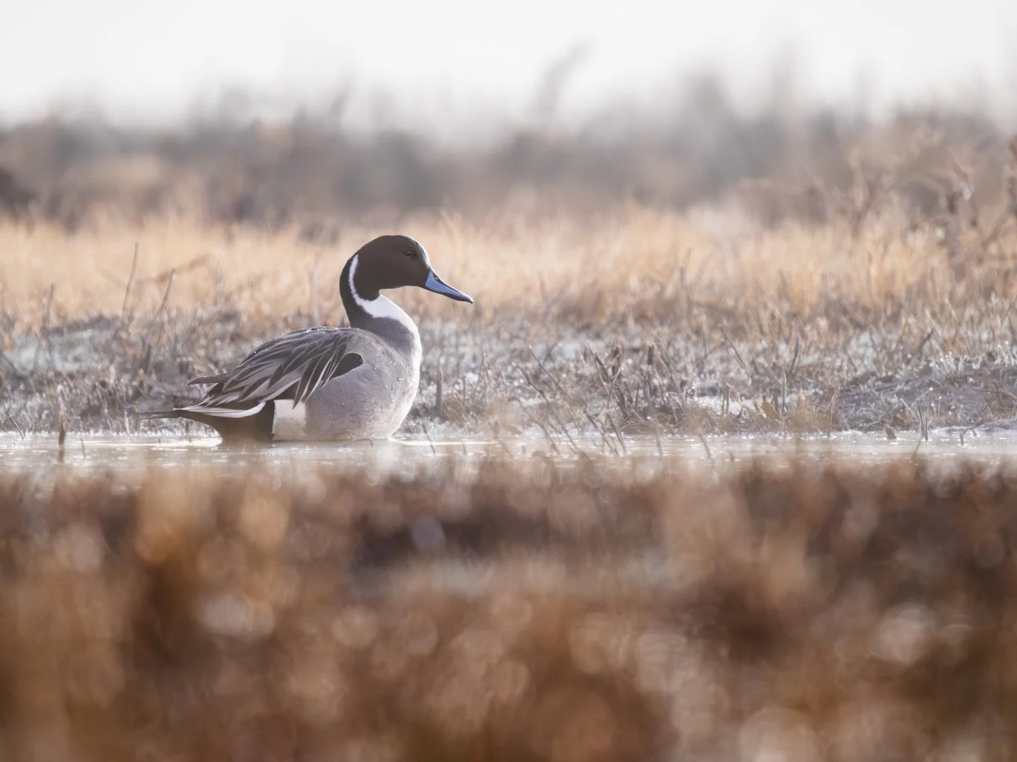 I got to spend some time with this handsome fella along with about 800 of his closest friends last week. I&rsquo;ve never seen so many Northern Pintails at once and it was absolutely wonderful. 🤩