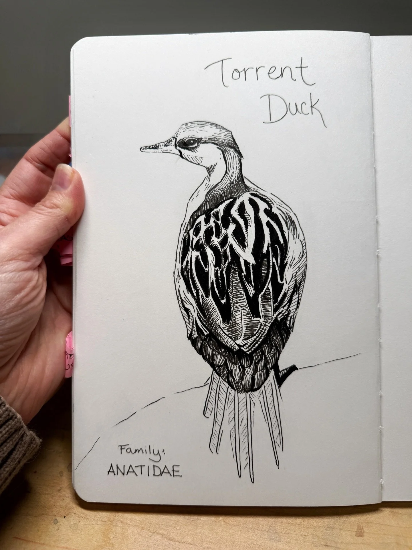 This sweet little Torrent Duck is getting a lot of love over on Substack, so I figured y&rsquo;all might like to see her too 🖤

For this drawing, using one of my photos from Colombia for reference, I started with a pencil sketch and then inked it wi