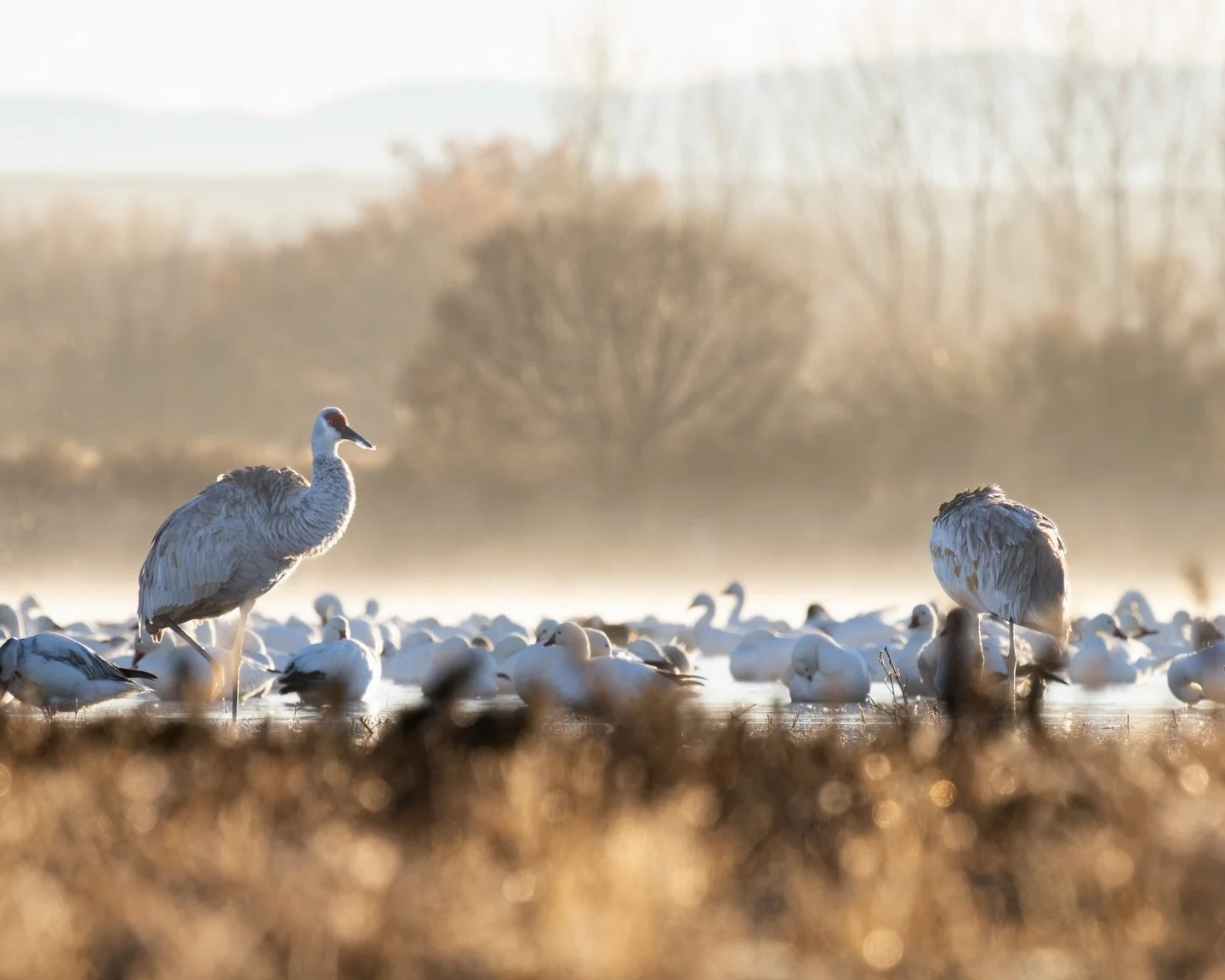 I still can&rsquo;t get over all the lovely things we saw during an impromptu trip to Bosque del Apache. I wrote all about it and shared more photos and videos over on my Substack. Follow the link in my bio to check it out!