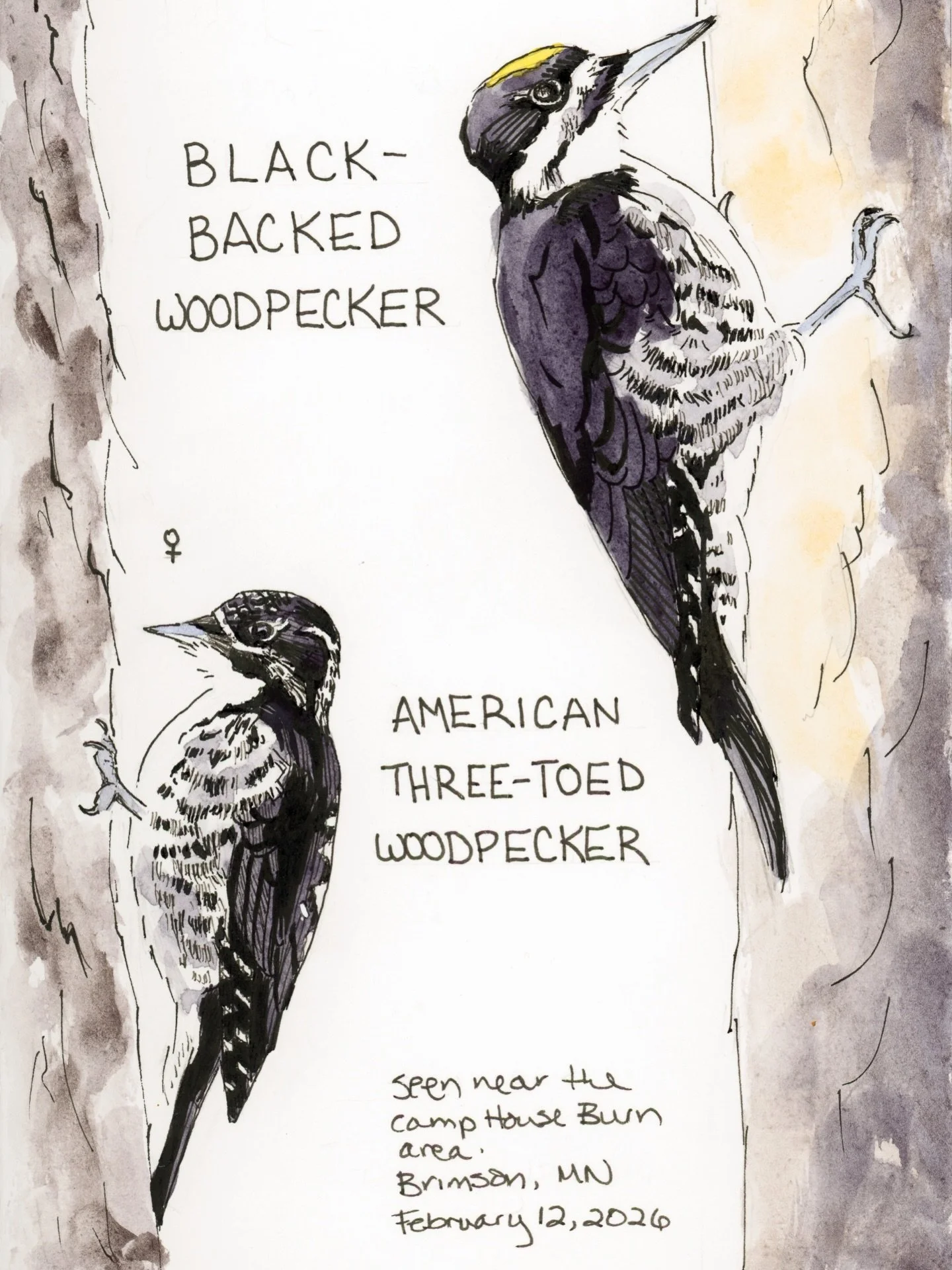 I had a blast visiting the Northwoods of Minnesota with @kevinlinphotography and @dlory54 earlier this month. Two of my favorite encounters were with these stunning woodpeckers&mdash;the Black-backed and American Three-toed. 

If you want to hear mor