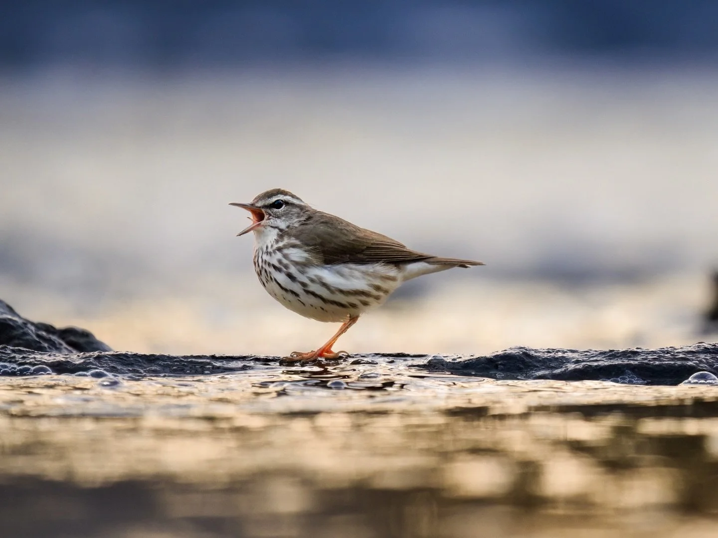 It&rsquo;s bitterly cold across much of the Midwest today, but let&rsquo;s be comforted in knowing that these beauties will be back in less than 3 months. 

Louisiana Warbler
Chicago, April 20, 2025