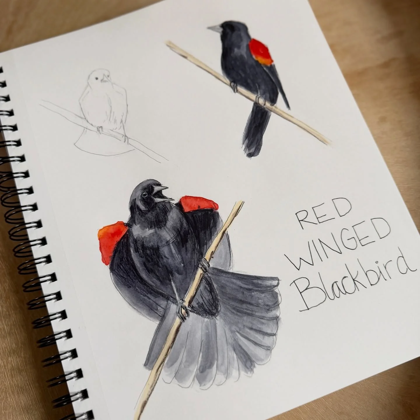 It&rsquo;s day 1 of #emobirdweek so who better to start off with than the Red-winged Blackbird?!

These birds have been back in Chicago and screaming about their feelings for the last few weeks, and I&rsquo;m here for it. 🖤