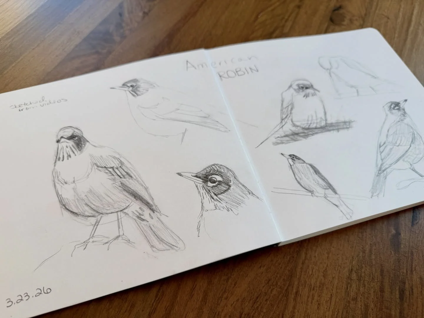 Nothing says #emobirdweek like singing your heart out at 3 am. 

American Robins, sketched from videos in pencil ✏️