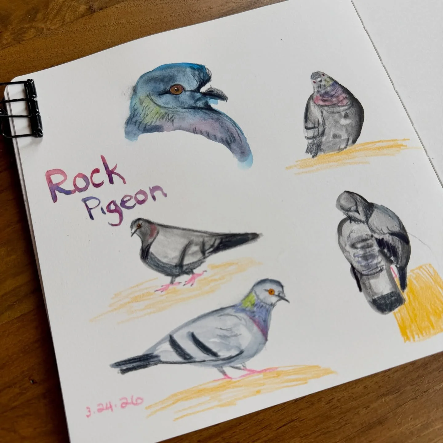 Rock Pigeons 🤘
From making their own version of milk to flying up to 90 mph to escape predators, there&rsquo;s more than meets the eye when it comes to this remarkably lovely and under appreciated bird. #emobirdweek