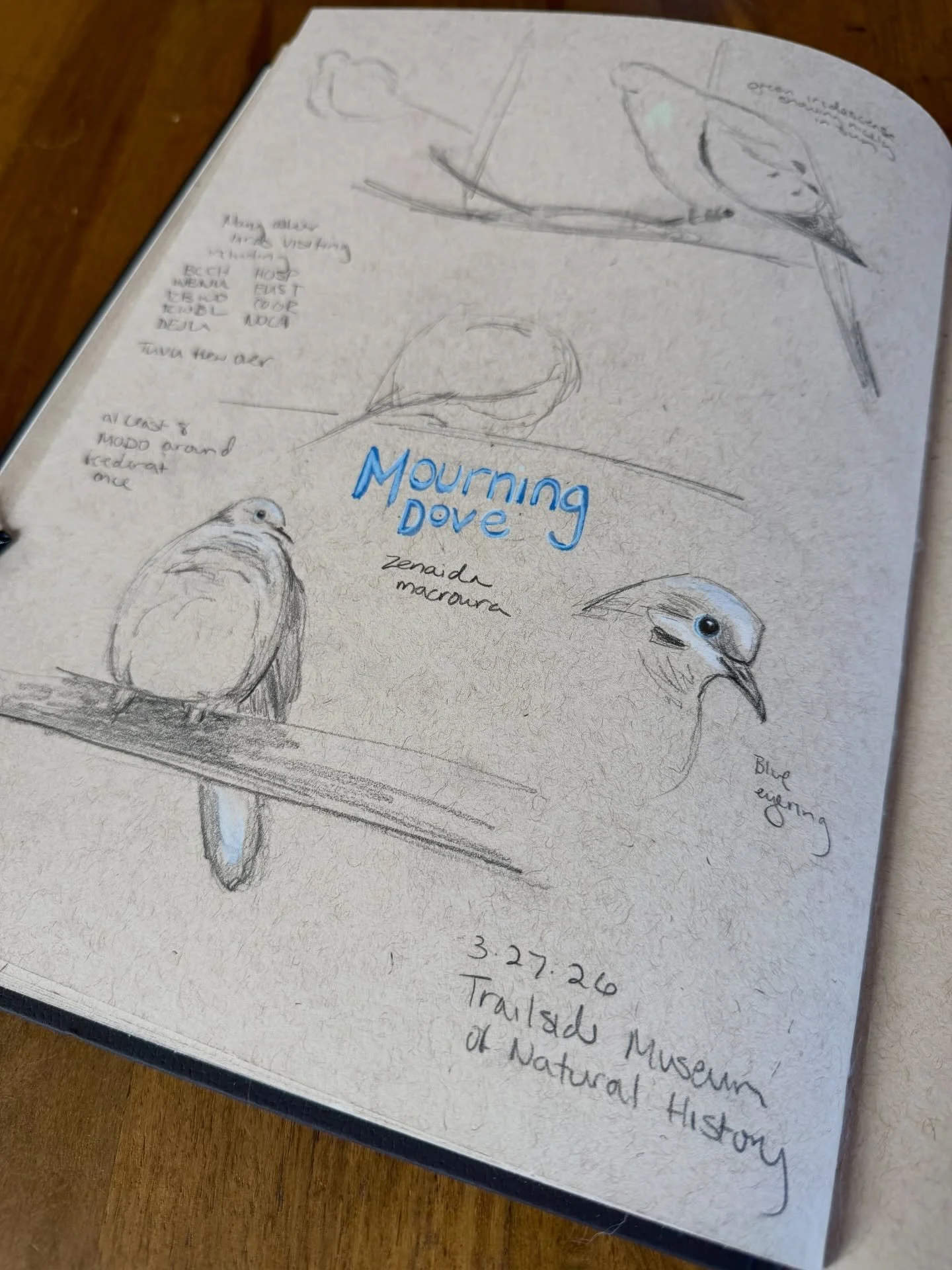 Mourning Dove. The name says it all. 🖤

Sketched from life at the Trailside Museum of Natural History Feeders 🌱

#emobirdweek