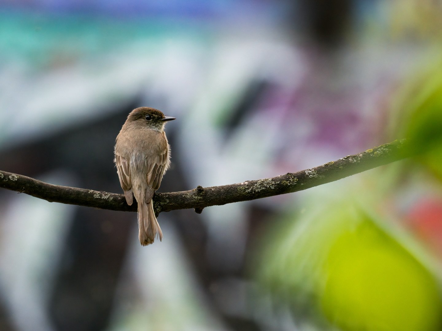 Let&rsquo;s hang out under a bridge and talk about our feelings this spring 🖤

Eastern Phoebe 
#emobirdweek