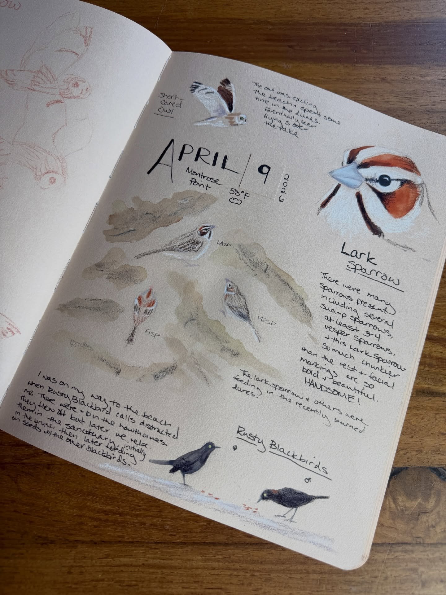 April 9th was a fantastic day for sparrows at Montrose Point! In addition to a gorgeous Lark Sparrow and several Vesper Sparrows, there were Field, Song, American Tree, Fox, Swamp, Chipping, and White-throated plus Dark-eyed Junco and Eastern Towhee.