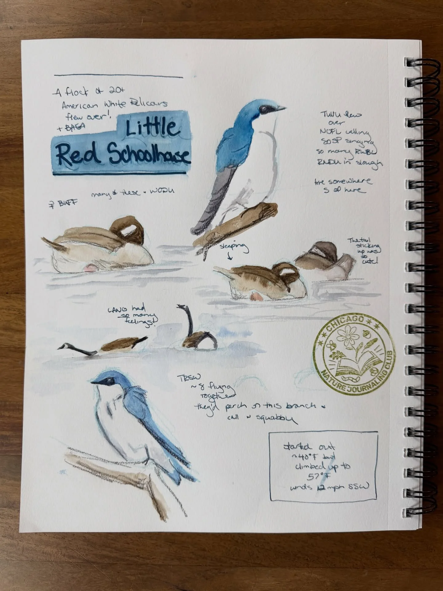 Last month the @chicagonaturejournalingclub visited Little Red Schoolhouse in the Palos Preserves. This is one of my favorite spots in Cook County and I was thrilled to watch Tree Swallows hashing out who would get which nest box while Canada Geese l