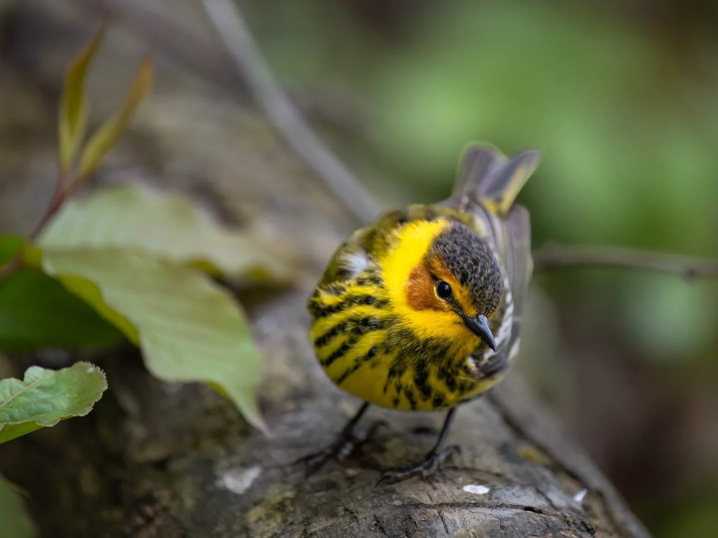 I cannot wait to see Cape May Warblers back in the woods again 💛

From a magical morning at LaBagh last May when @mixed.flock and I were surrounded by singing warblers for hours. 🎶🪄