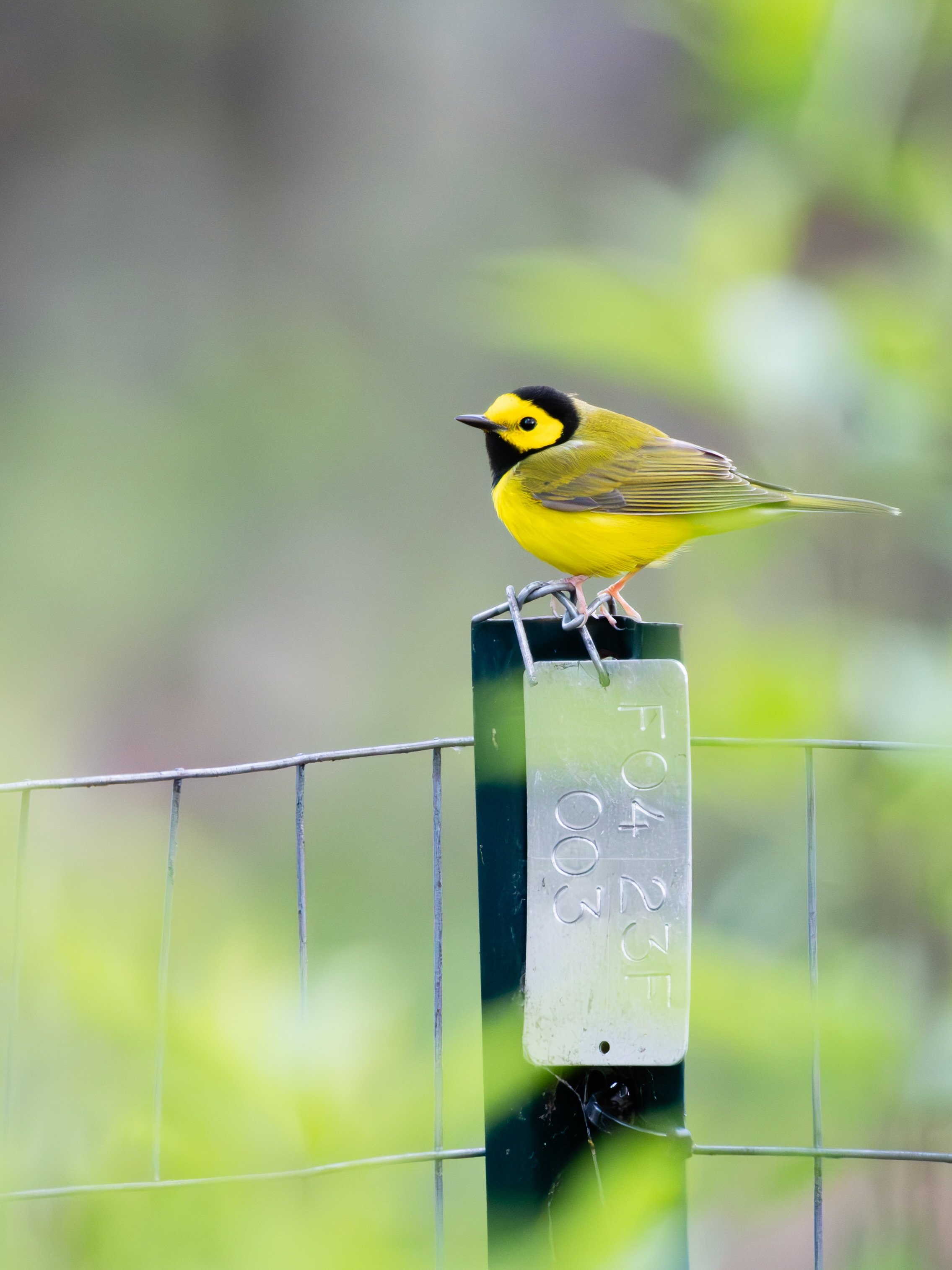 Thank you to all the @labaghvolunteers for restoring a wonderful habitat for migratory birds 💚

Here&rsquo;s a very dapper Hooded Warbler enjoying a short break on one of planting cages that protects LaBagh&rsquo;s native shrubs from the many voraci