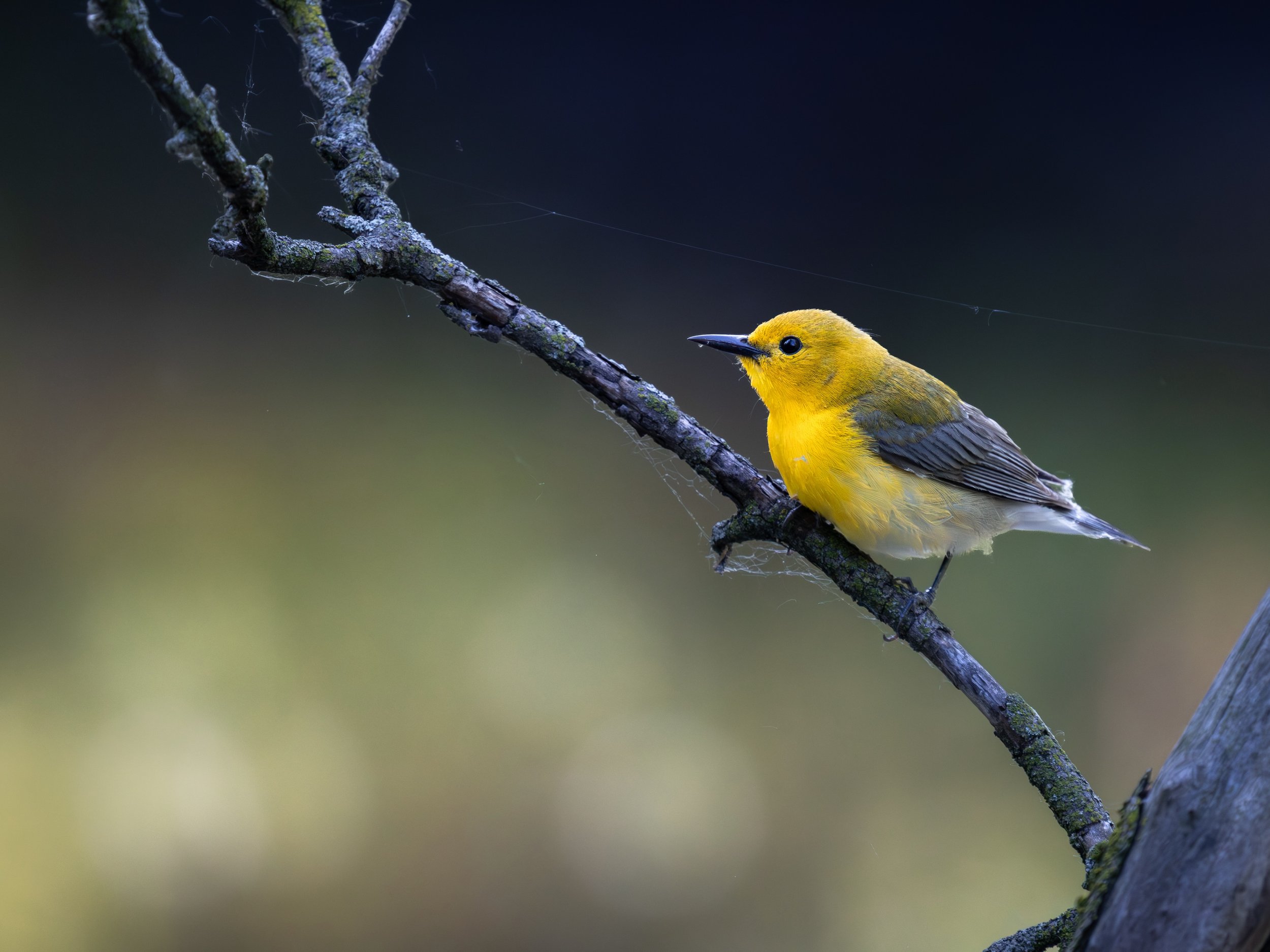 Just when I thought spring migration was slowing down, this fella showed up and put on a show ✨

Prothonotary Warbler, May 25, 2026