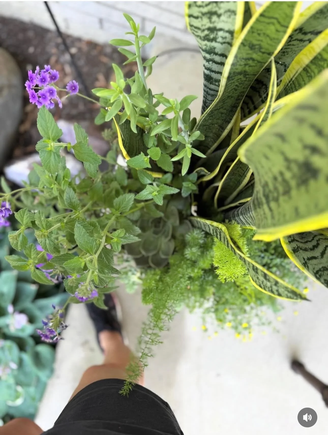 Planning my porch pot for this year. 🪴🍃🌿

Last years pot and thoughts&hellip;loving how my porch planter turned out! The snake plant was a great anchor and it held its own beautifully. Paired it with verbena, succulents, and asparagus fern for con
