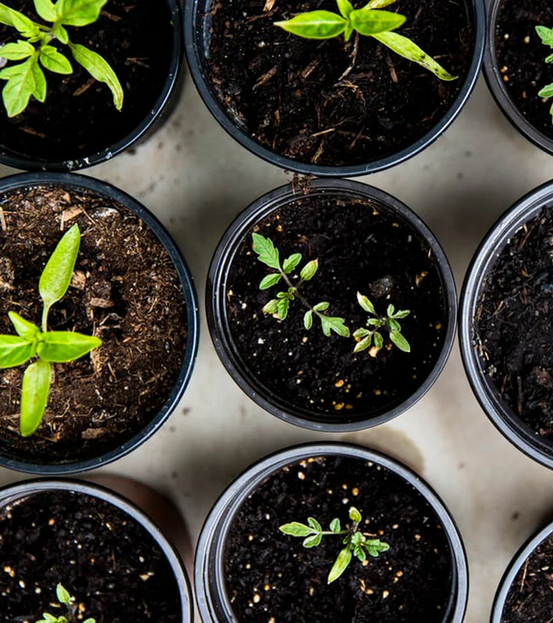 Blue Care research blueprints cooler aged care future